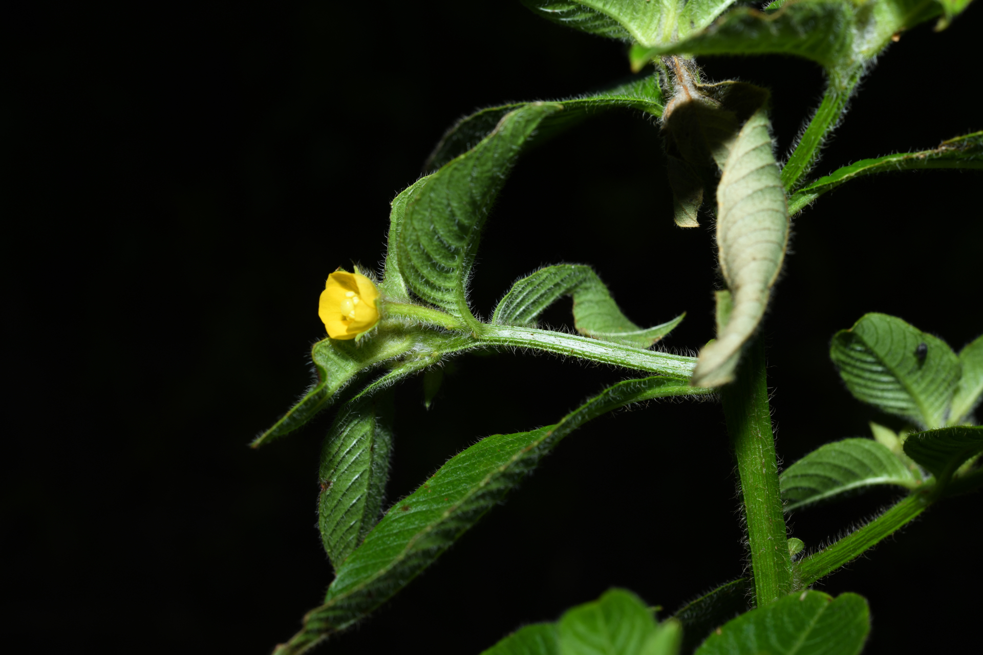 Ludwigia affinis (DC.) H.Hara - Photo Bivouac Naturaliste