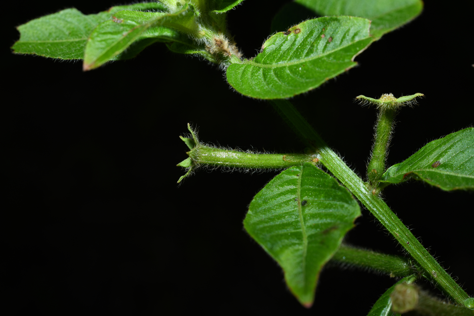 Ludwigia affinis (DC.) H.Hara - Photo Bivouac Naturaliste