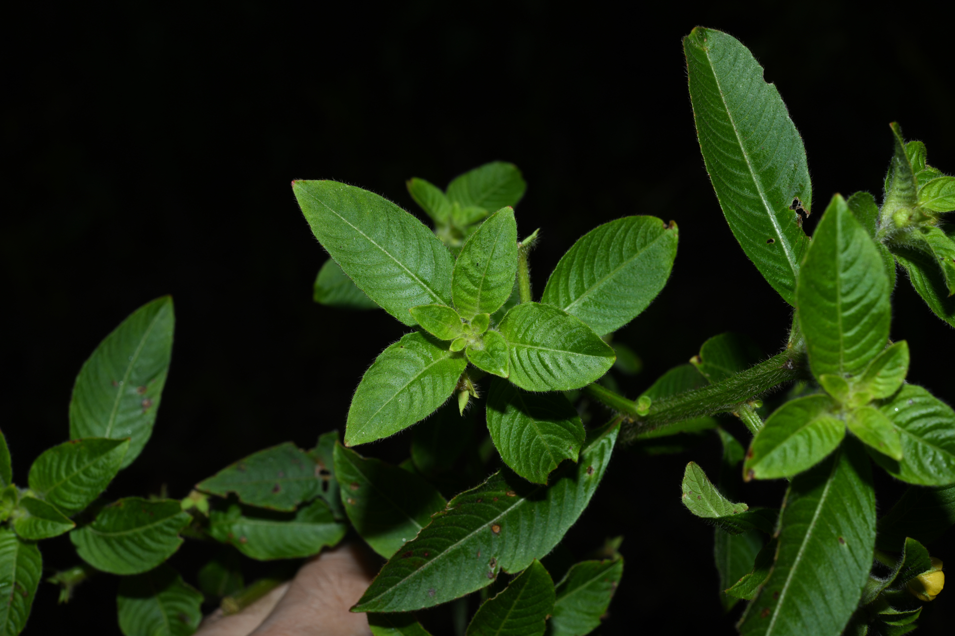 Ludwigia affinis (DC.) H.Hara - Photo Bivouac Naturaliste