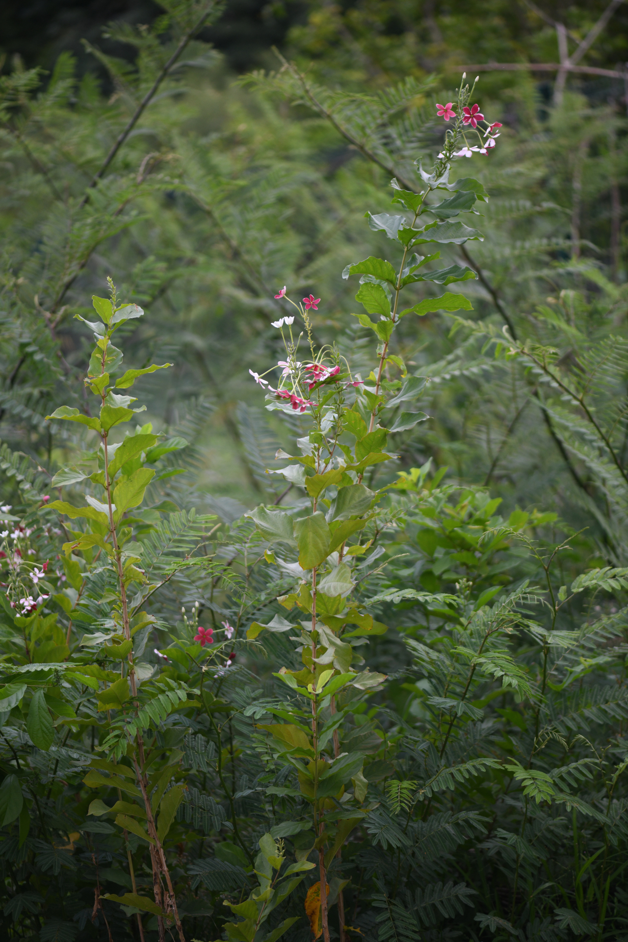 Combretum indicum (L.) De Filipps - Photo Bivouac Naturaliste