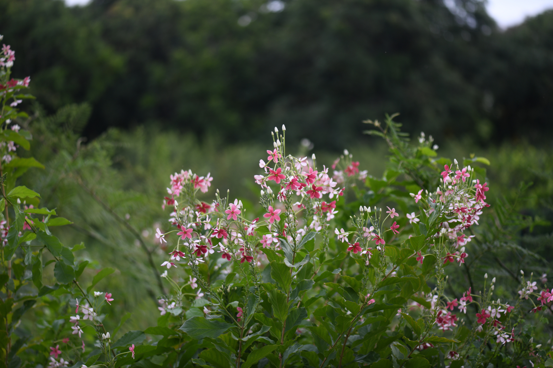 Combretum indicum (L.) De Filipps - Photo Bivouac Naturaliste
