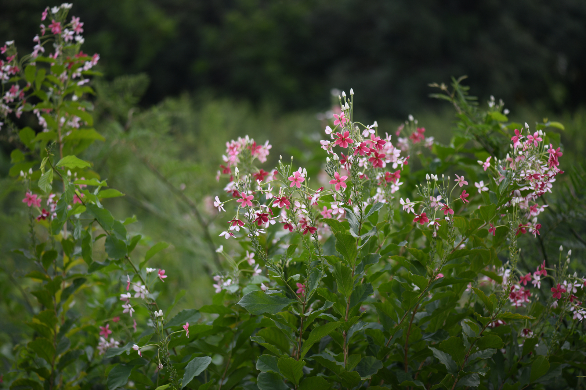 Combretum indicum (L.) De Filipps - Photo Bivouac Naturaliste