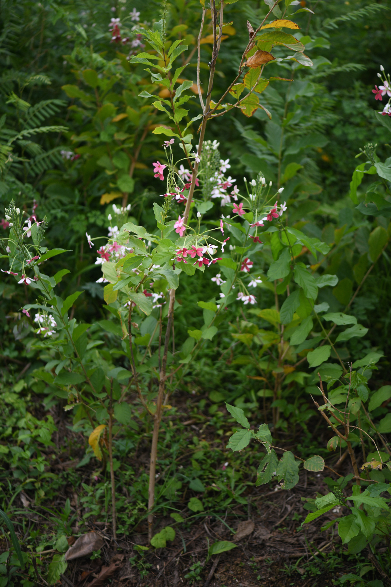 Combretum indicum (L.) De Filipps - Photo Bivouac Naturaliste
