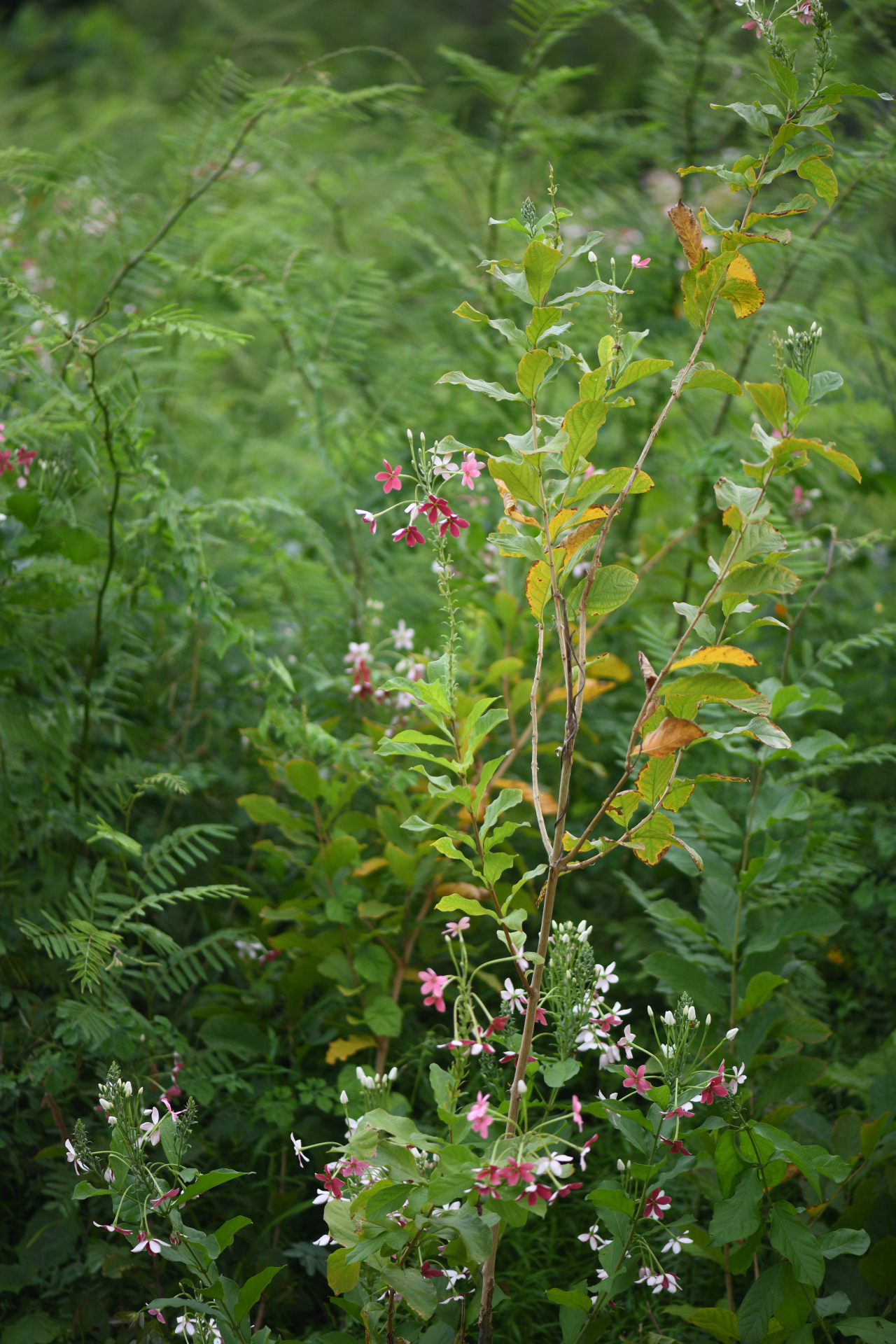 Combretum indicum (L.) De Filipps - Photo Bivouac Naturaliste
