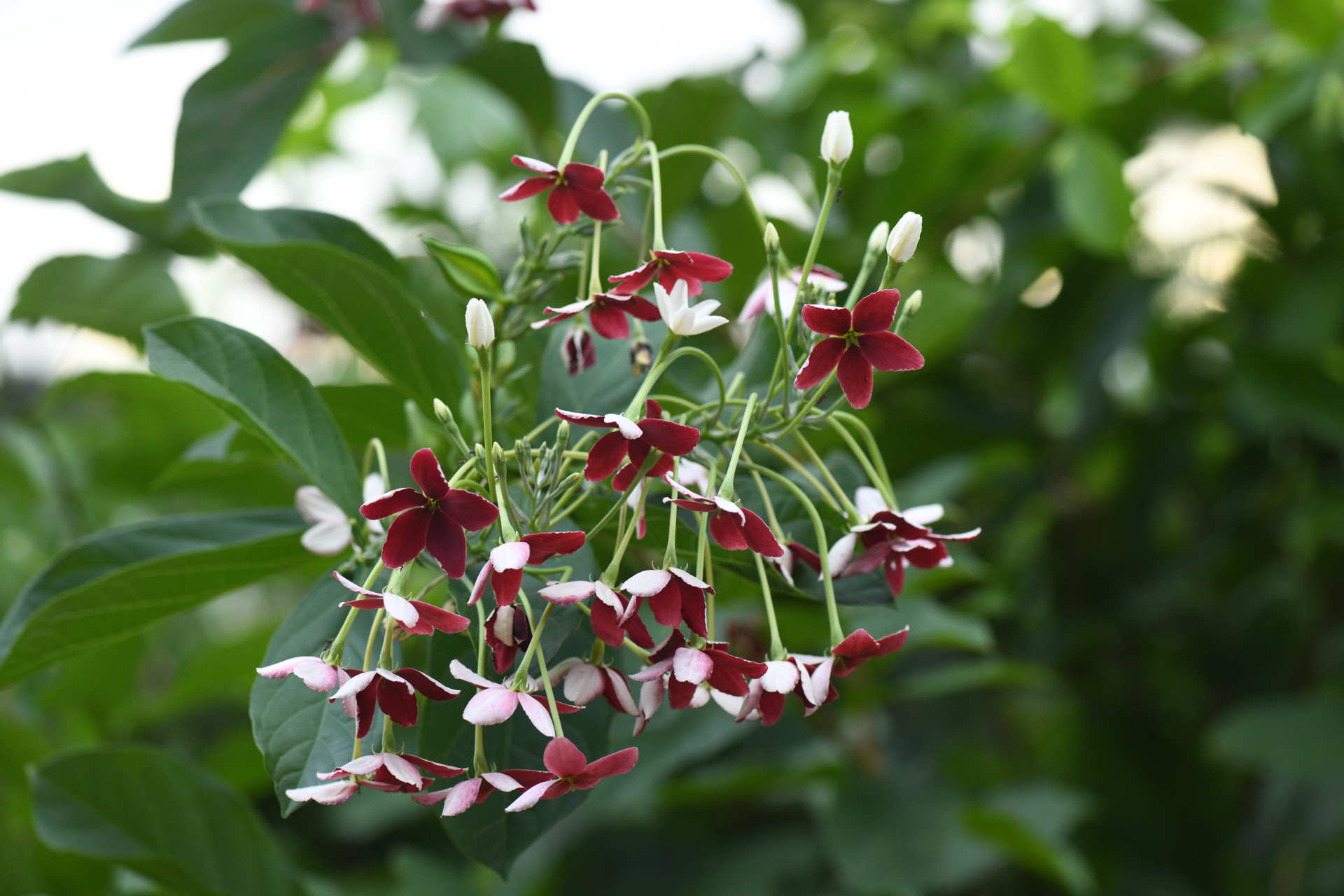 Combretum indicum (L.) De Filipps - Photo Bivouac Naturaliste
