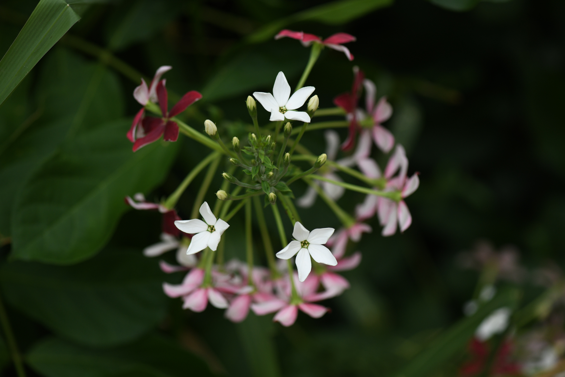 Combretum indicum (L.) De Filipps - Photo Bivouac Naturaliste