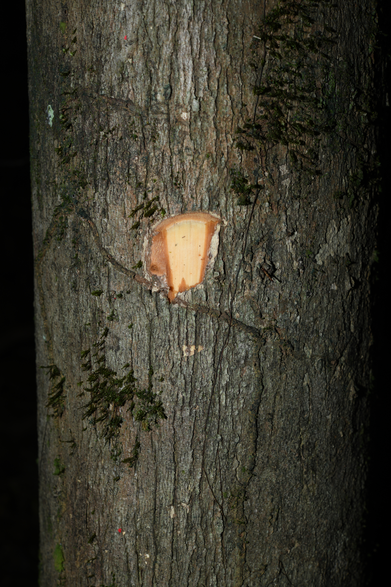 Erisma nitidum DC. - Photo Bivouac Naturaliste