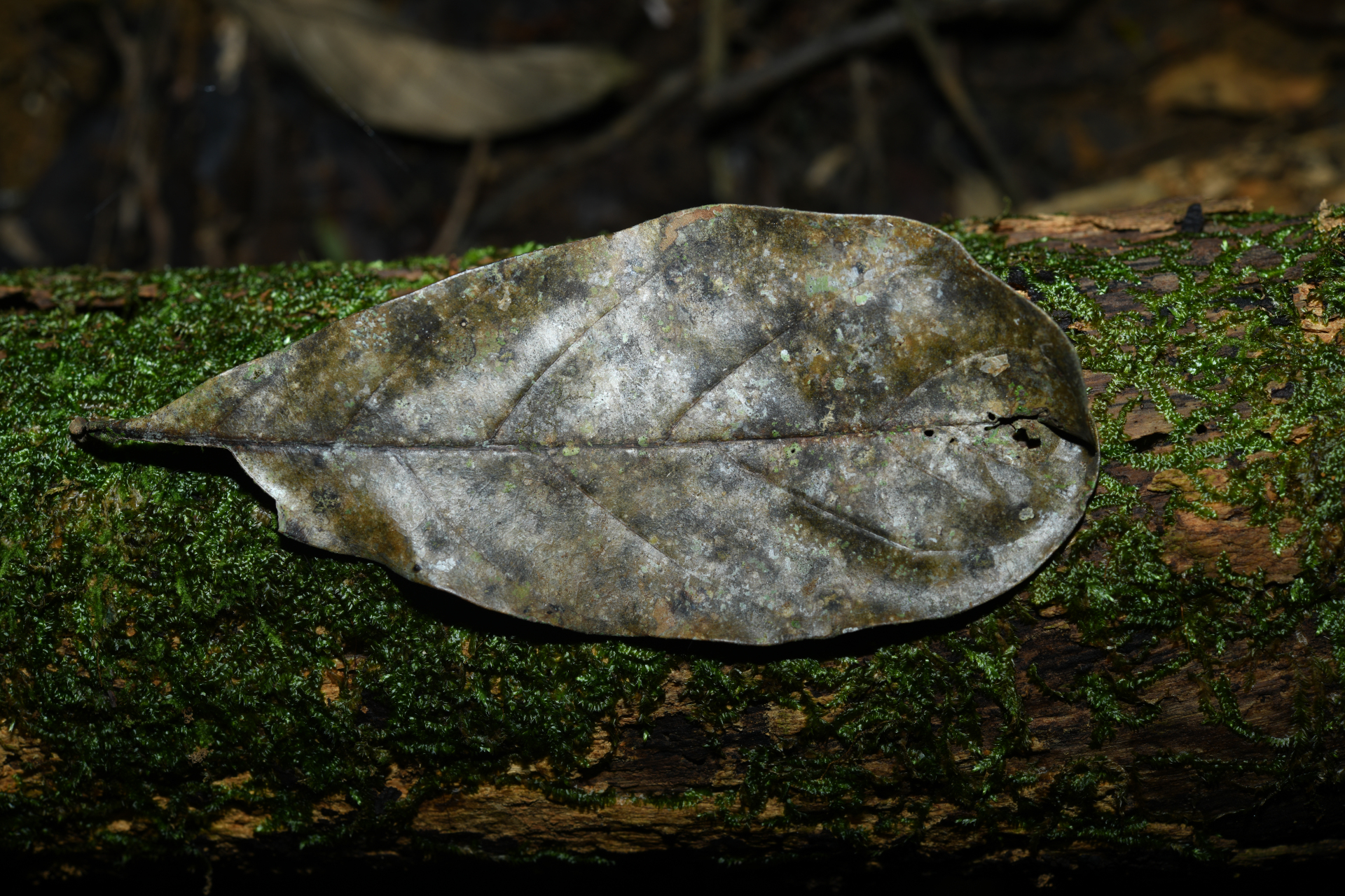 Erisma nitidum DC. - Photo Bivouac Naturaliste