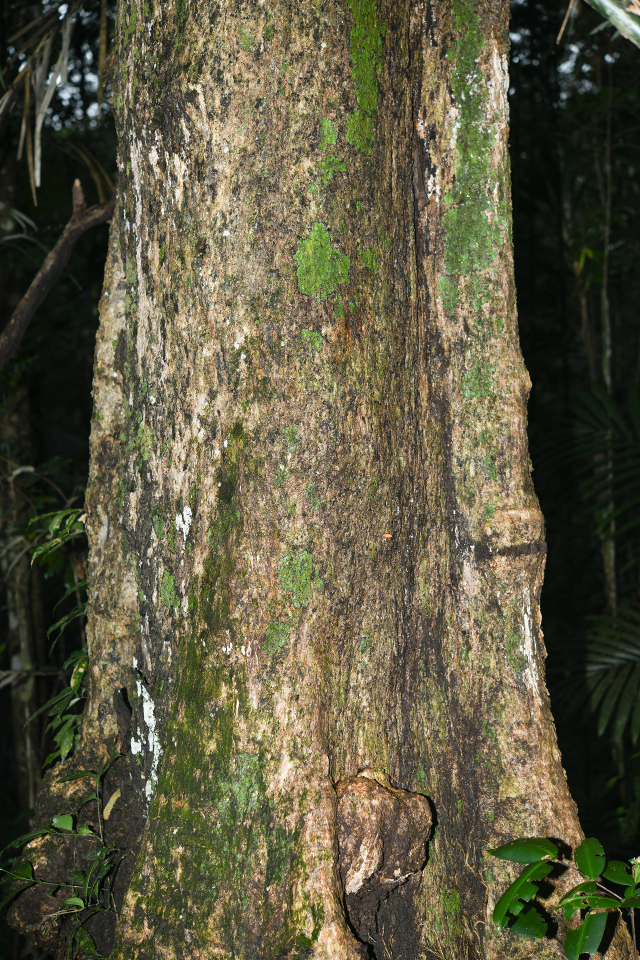 Qualea tricolor Benoist - Photo Bivouac Naturaliste