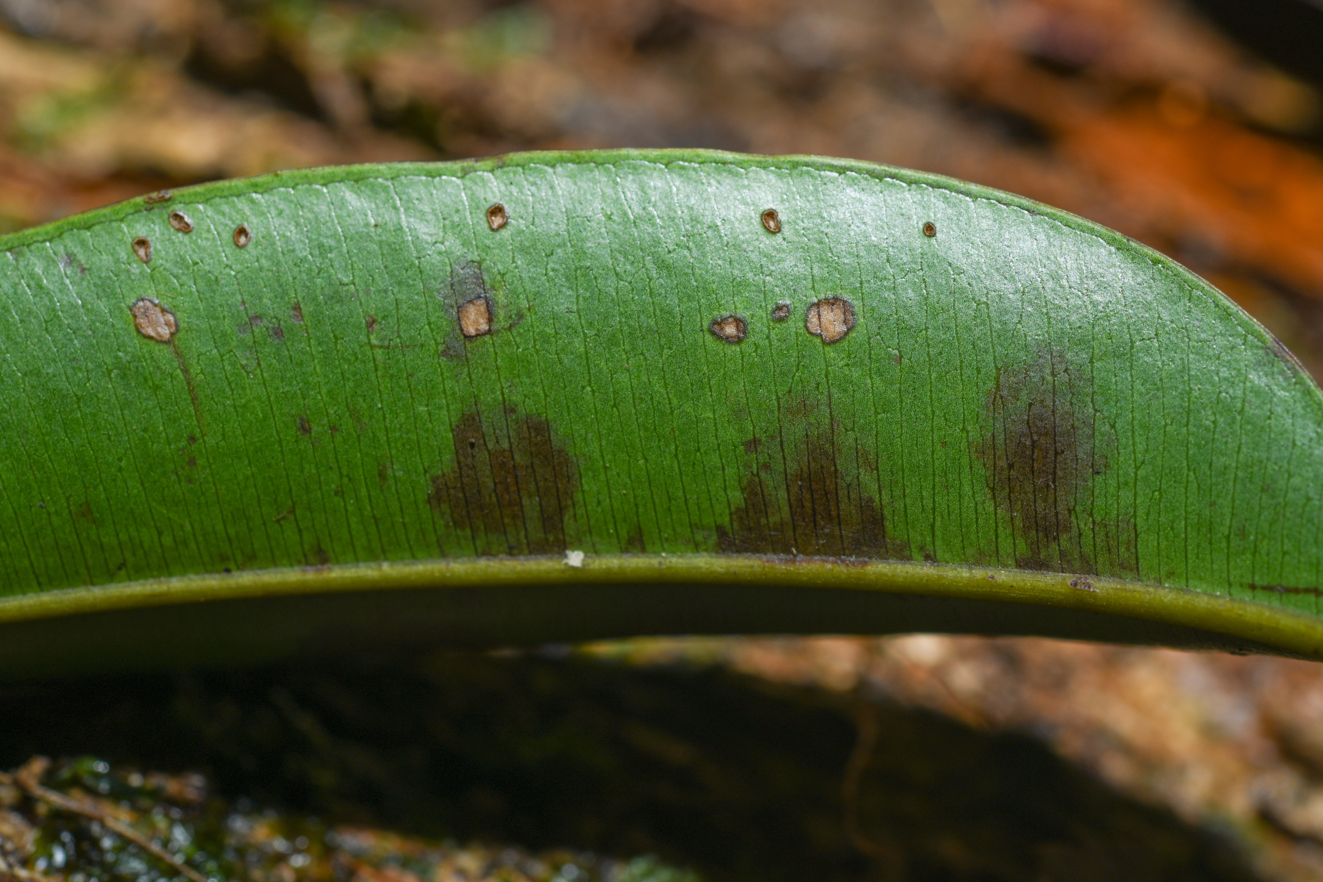Qualea tricolor Benoist - Photo Bivouac Naturaliste