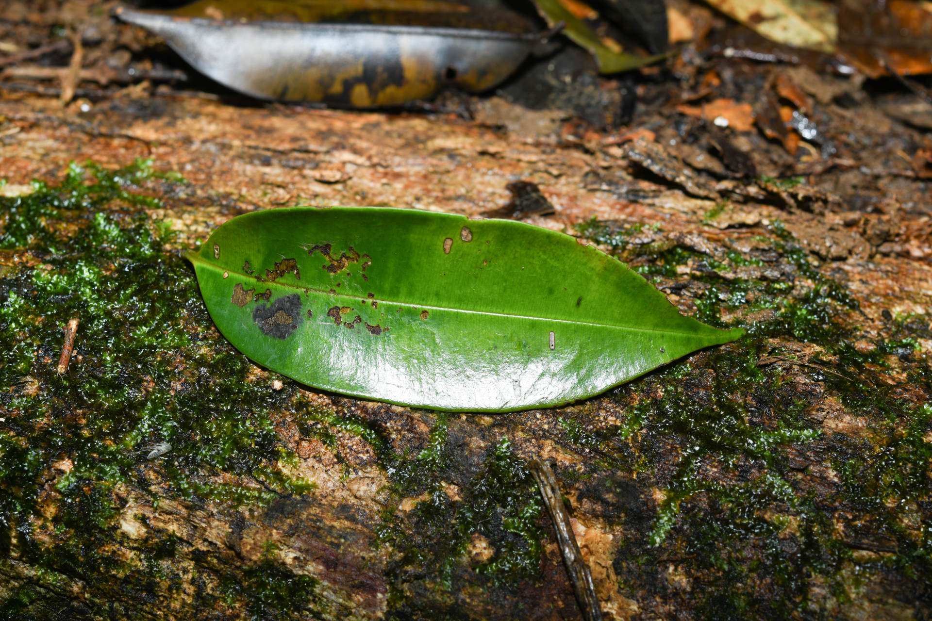 Qualea tricolor Benoist - Photo Bivouac Naturaliste