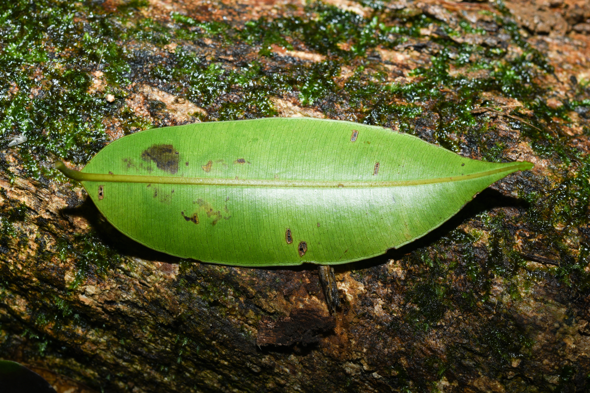 Qualea tricolor Benoist - Photo Bivouac Naturaliste