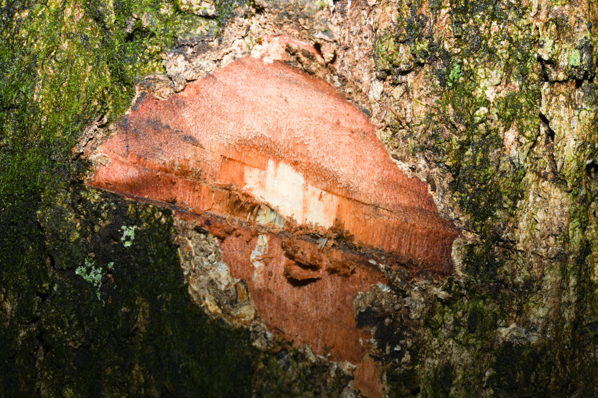Qualea tricolor Benoist - Photo Bivouac Naturaliste