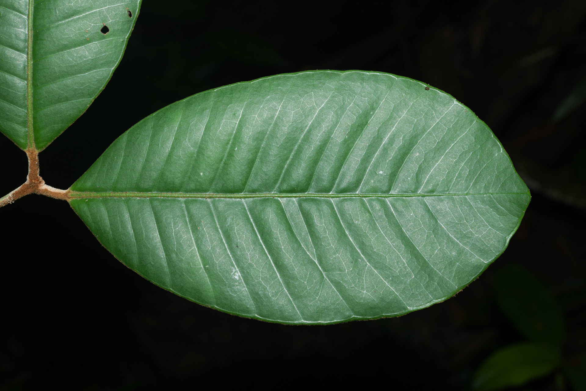 Eugenia neograndifolia Mattos - Photo Bivouac Naturaliste