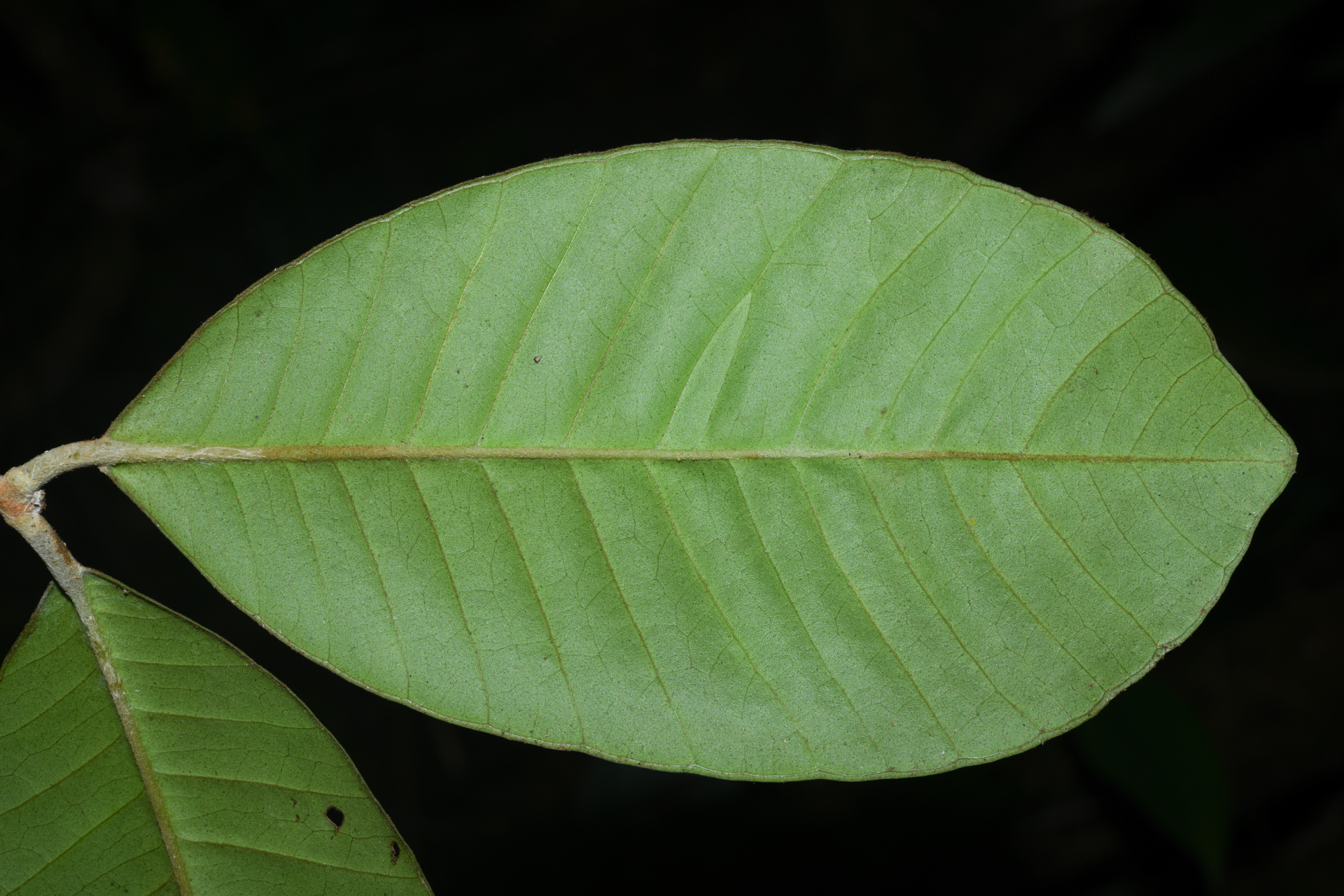 Eugenia neograndifolia Mattos - Photo Bivouac Naturaliste