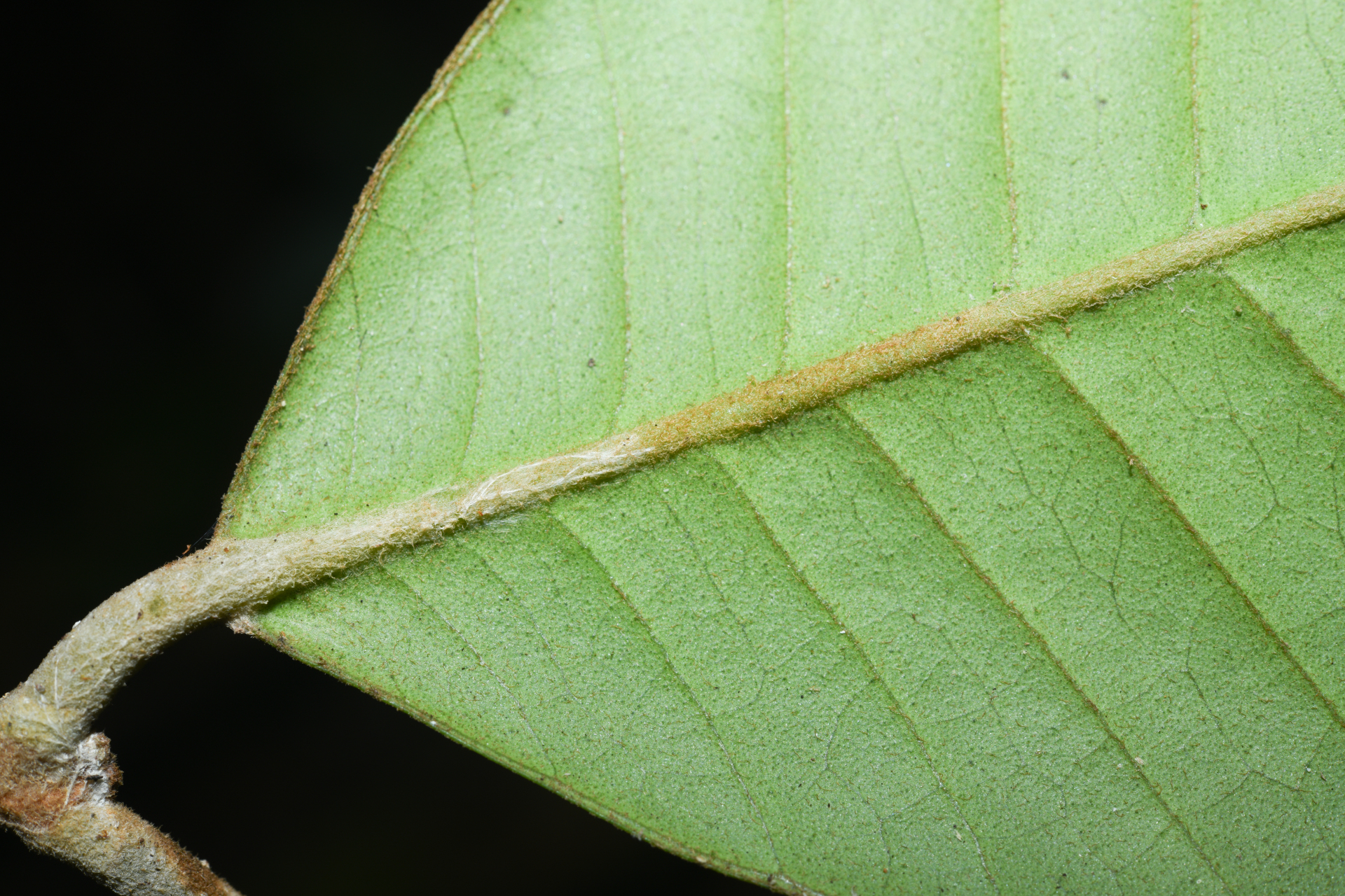 Eugenia neograndifolia Mattos - Photo Bivouac Naturaliste