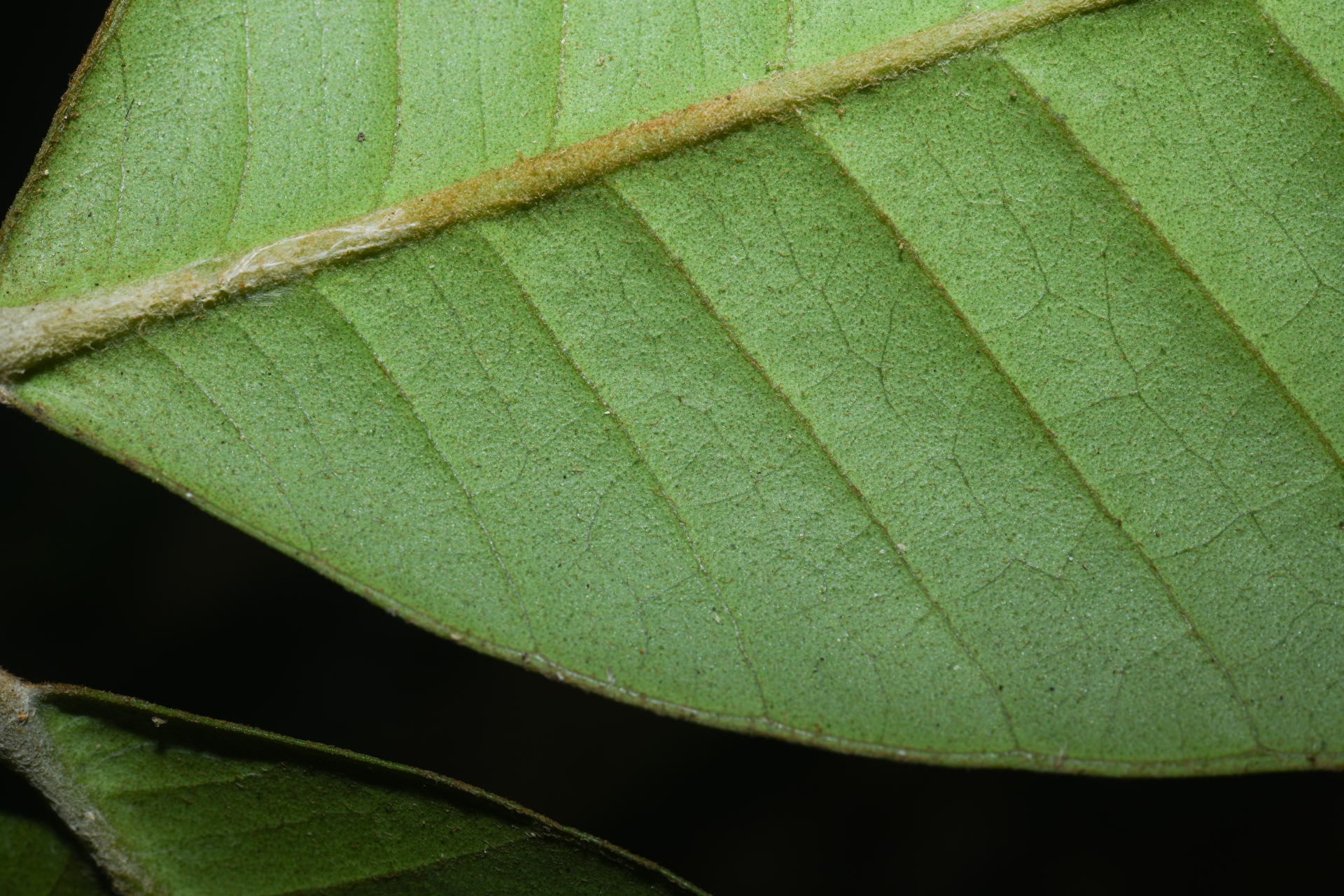 Eugenia neograndifolia Mattos - Photo Bivouac Naturaliste