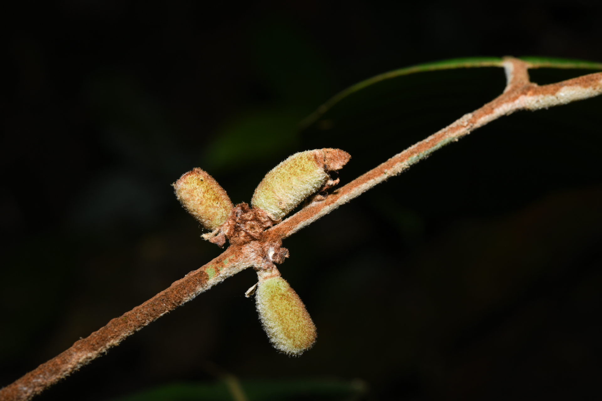 Eugenia neograndifolia Mattos - Photo Bivouac Naturaliste