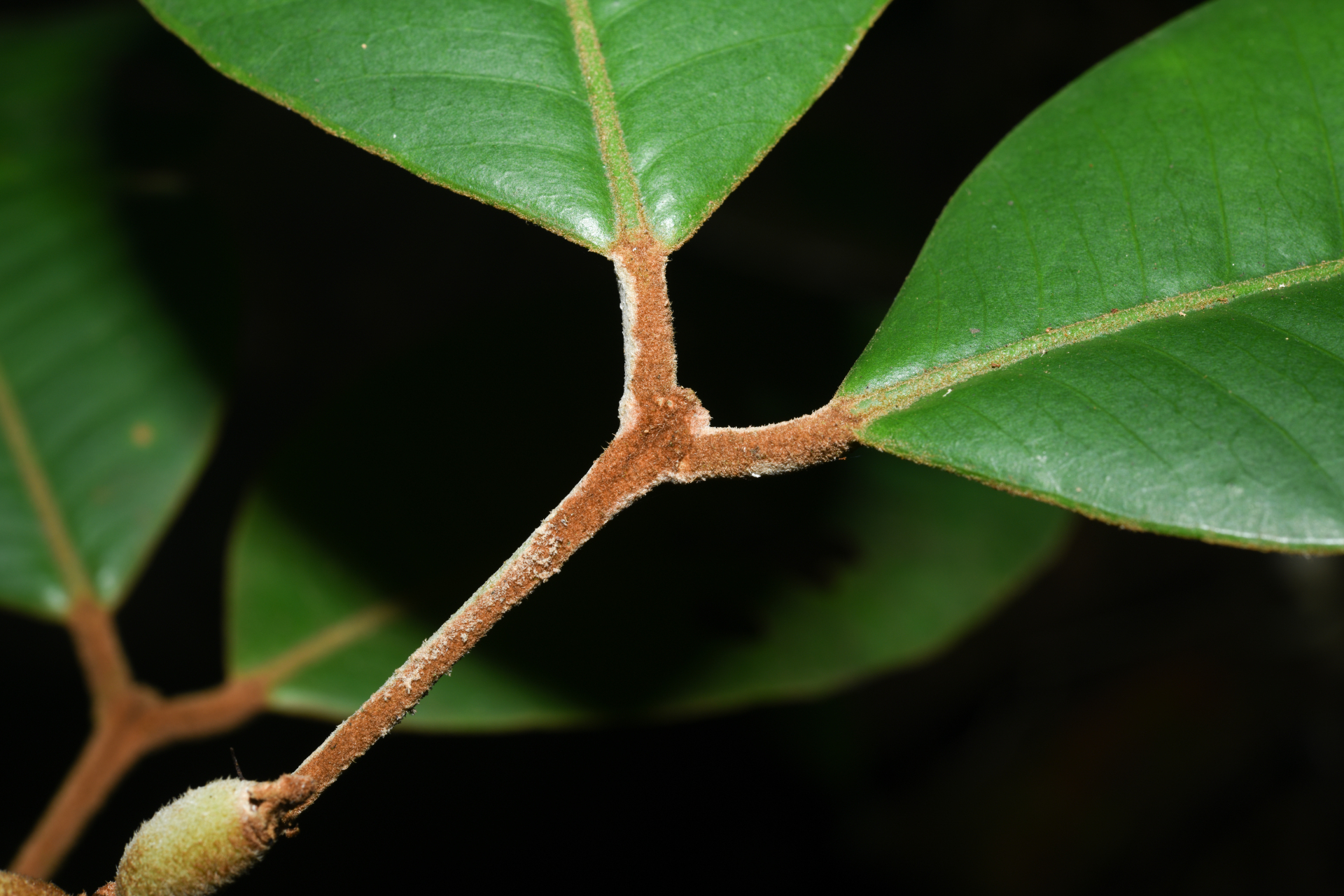 Eugenia neograndifolia Mattos - Photo Bivouac Naturaliste