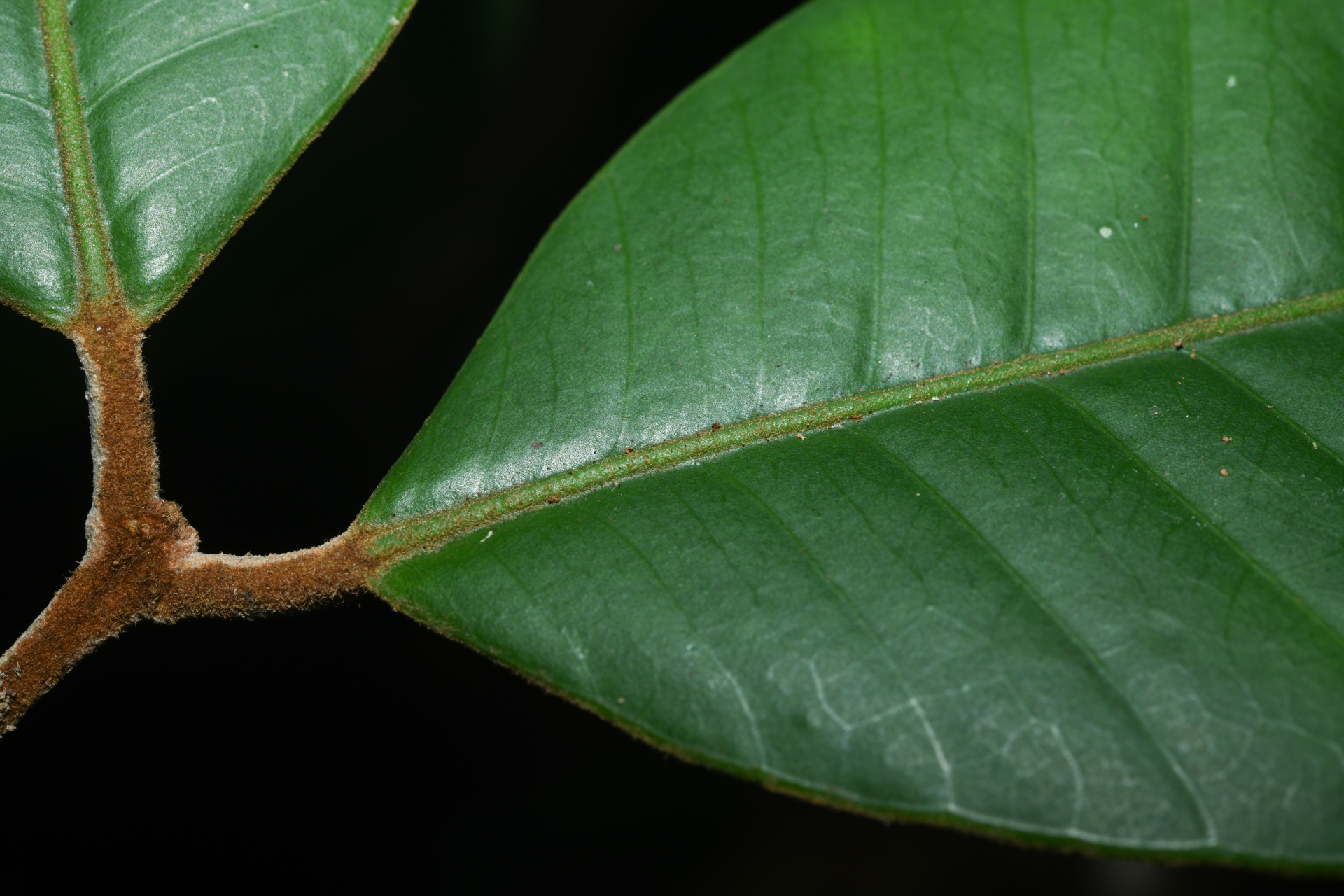 Eugenia neograndifolia Mattos - Photo Bivouac Naturaliste