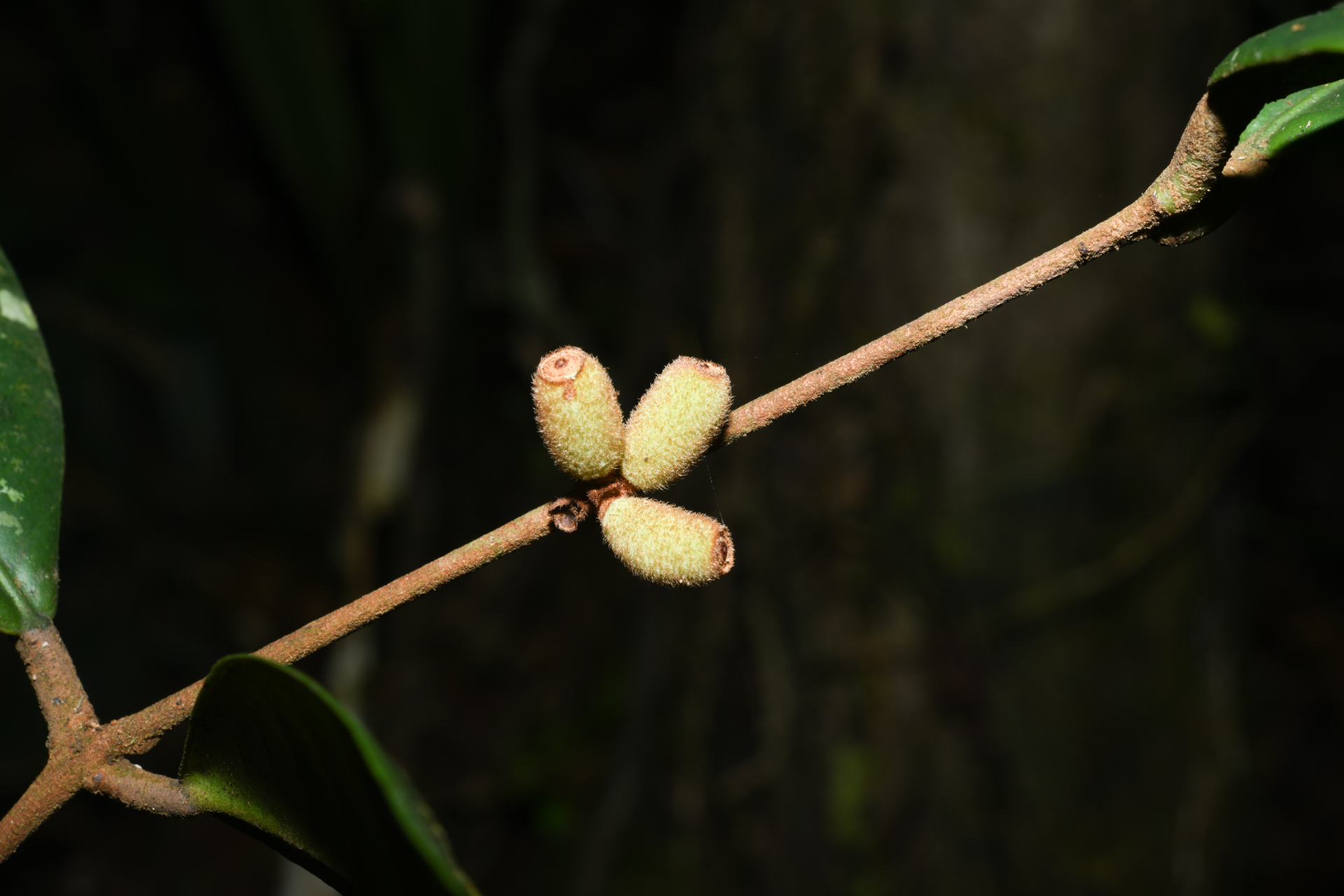 Eugenia neograndifolia Mattos - Photo Bivouac Naturaliste