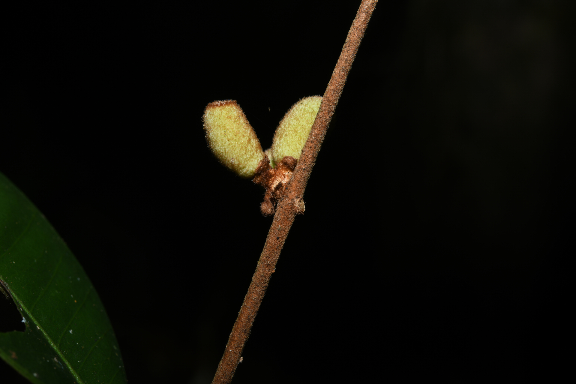 Eugenia neograndifolia Mattos - Photo Bivouac Naturaliste