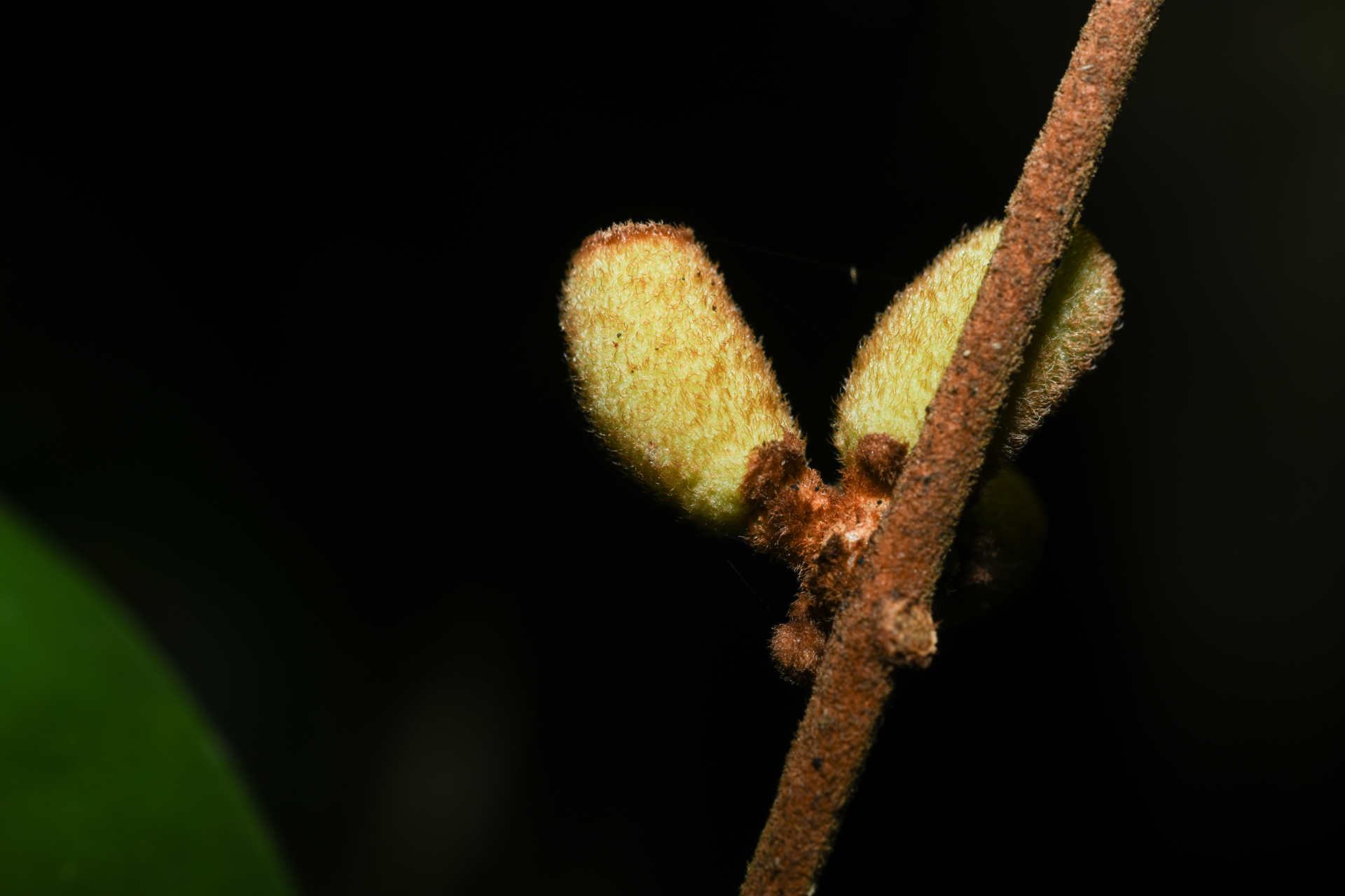 Eugenia neograndifolia Mattos - Photo Bivouac Naturaliste