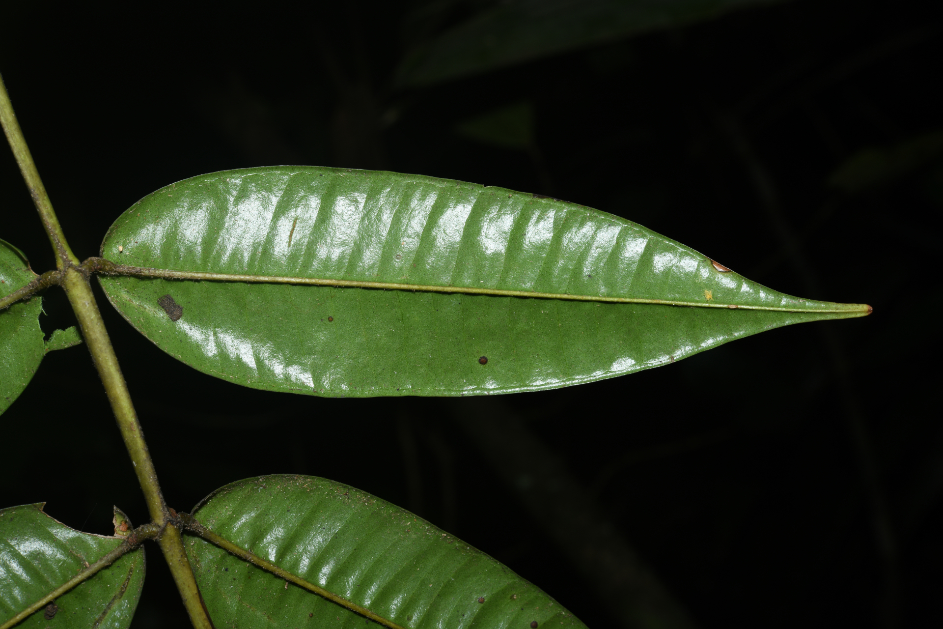 Myrcia fenestrata DC. - Photo Bivouac Naturaliste