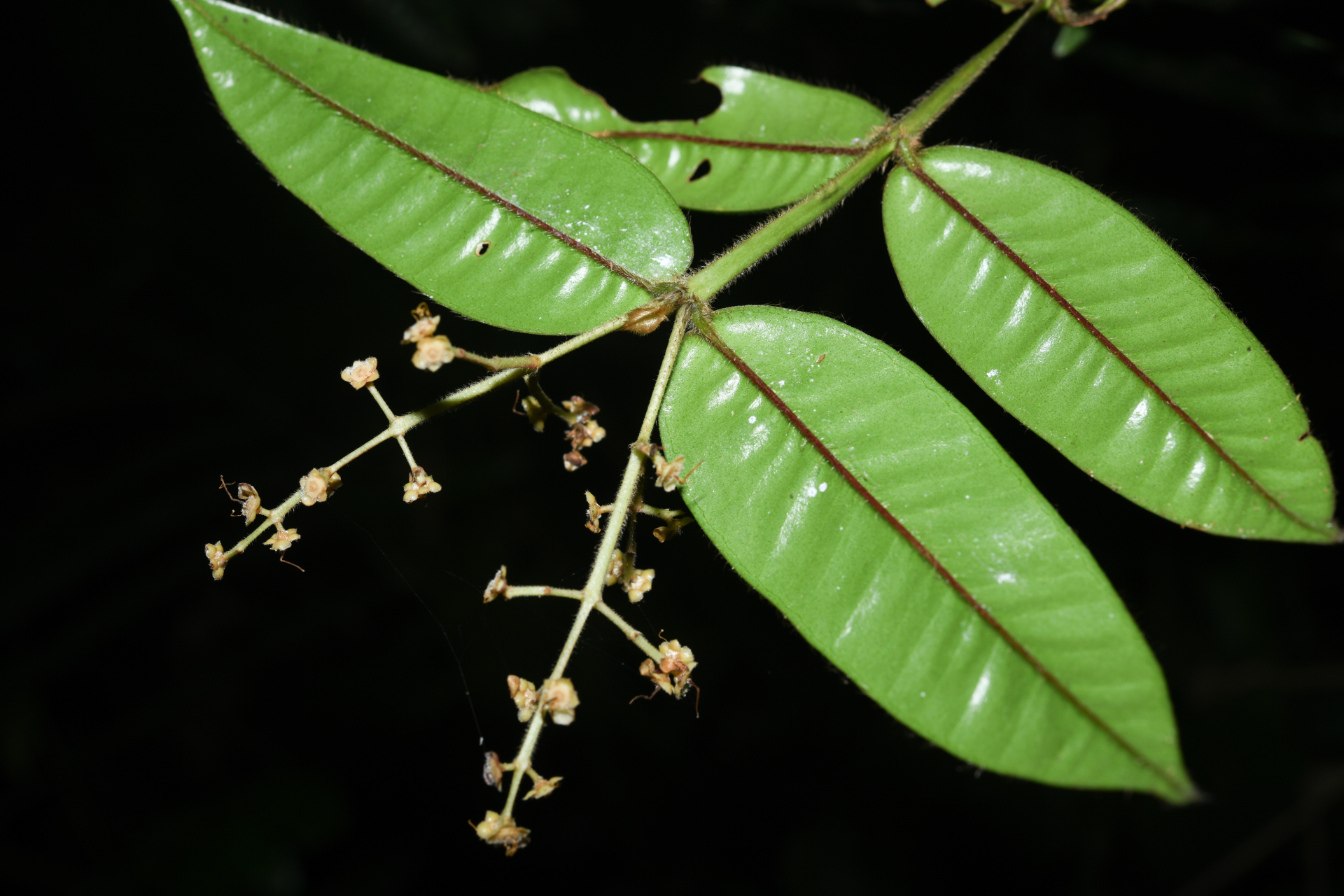 Myrcia fenestrata DC. - Photo Bivouac Naturaliste