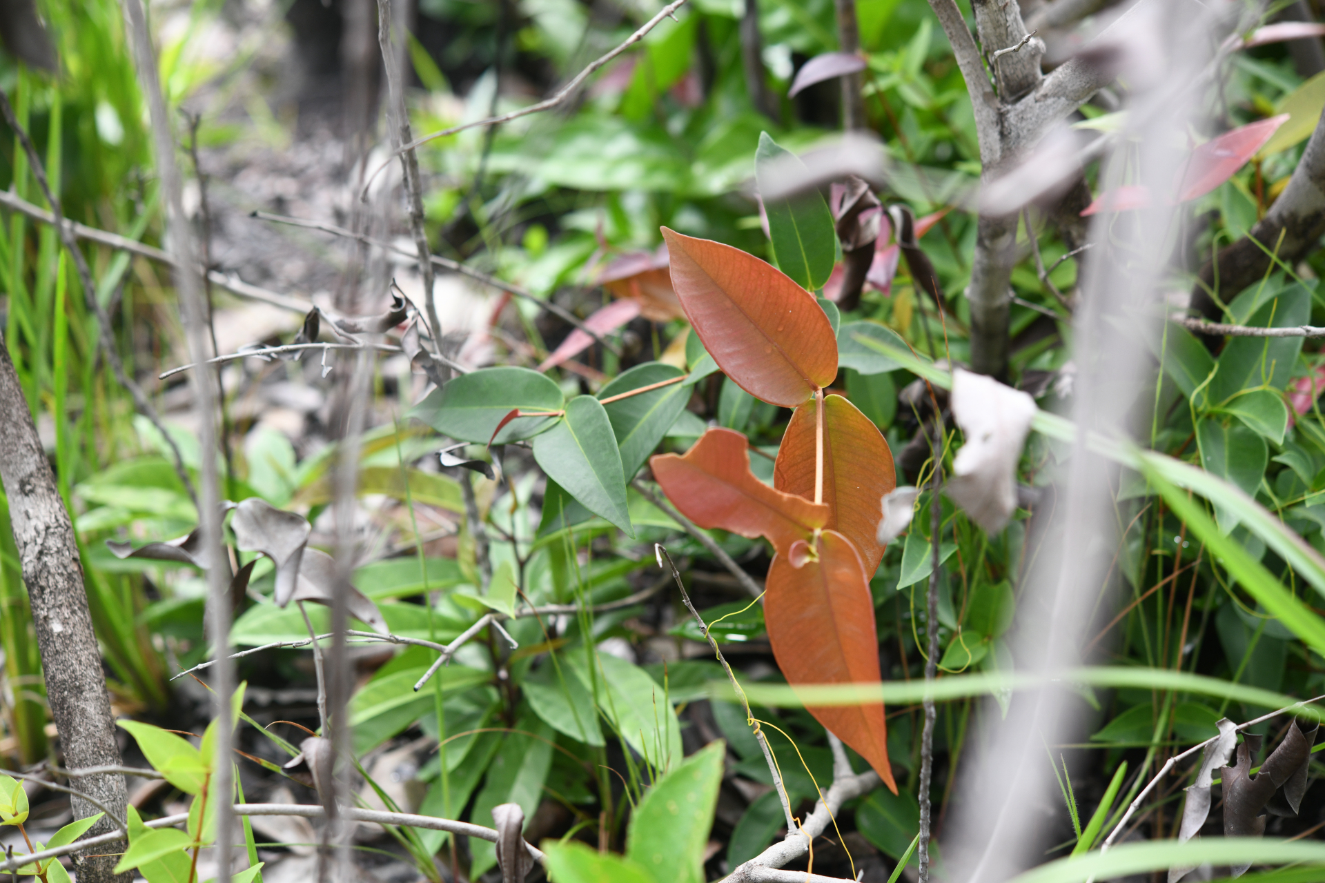 Myrcia neomontana E.Lucas & C.E.Wilson - Photo Bivouac Naturaliste