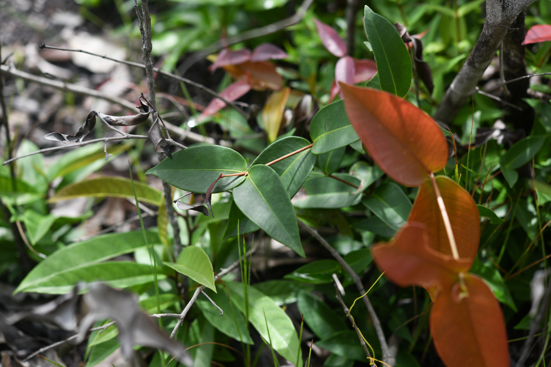 Myrcia neomontana E.Lucas & C.E.Wilson - Photo Bivouac Naturaliste