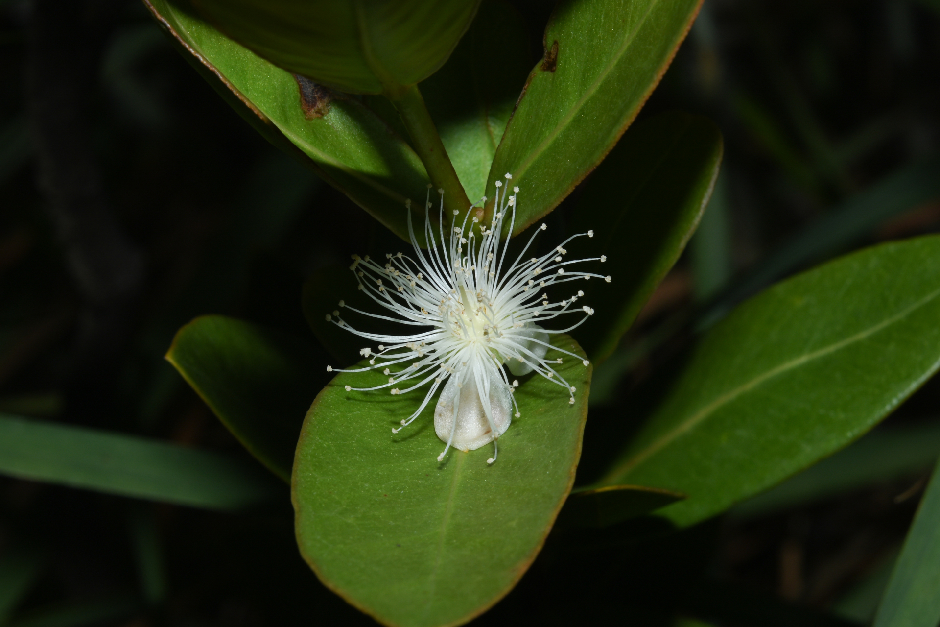 Psidium salutare var. salutare - Photo Bivouac Naturaliste