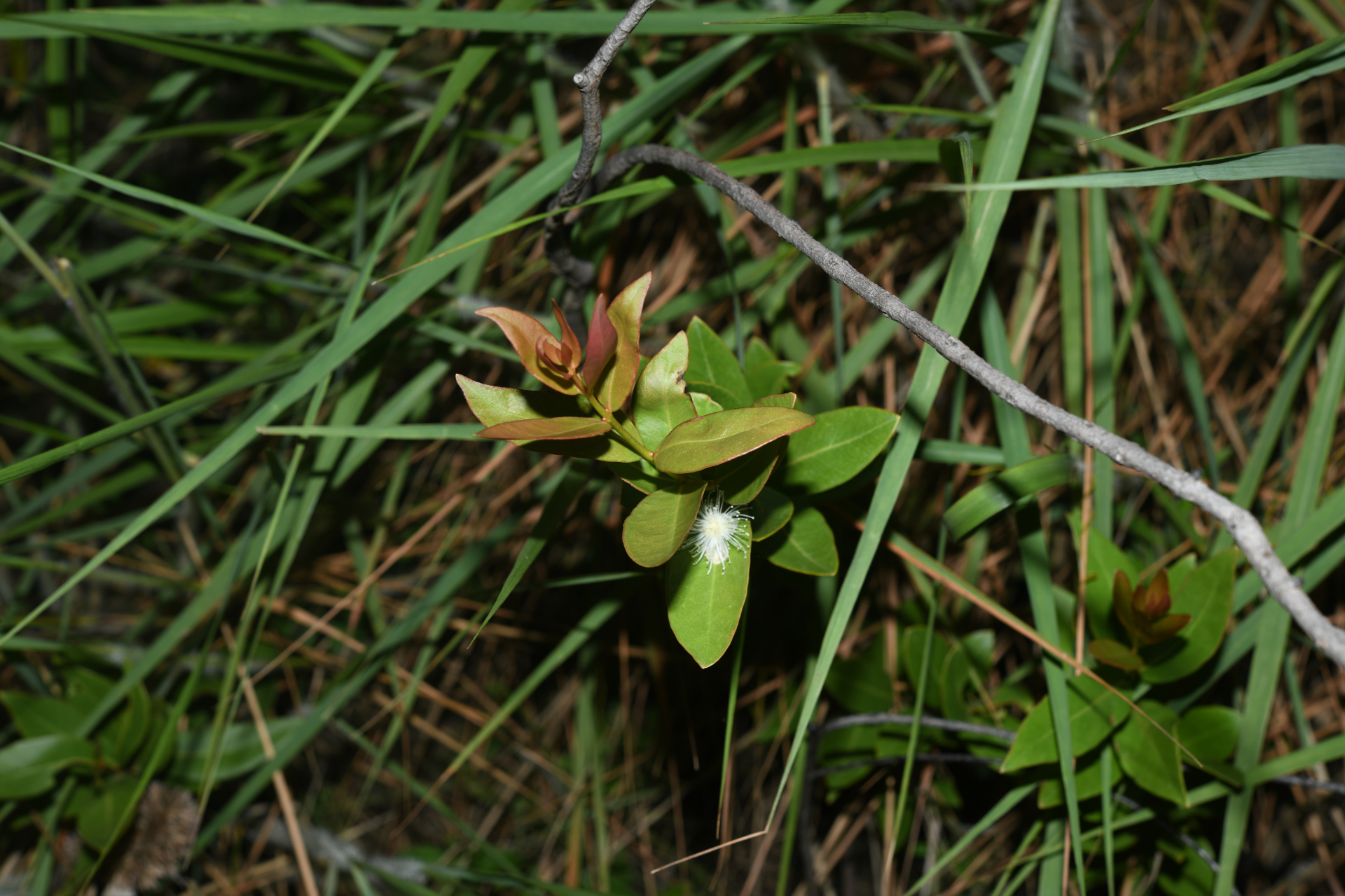 Psidium salutare var. salutare - Photo Bivouac Naturaliste