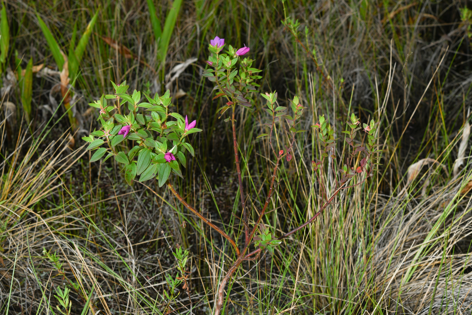 Rhynchanthera serrulata (Rich.) DC. - Photo Bivouac Naturaliste