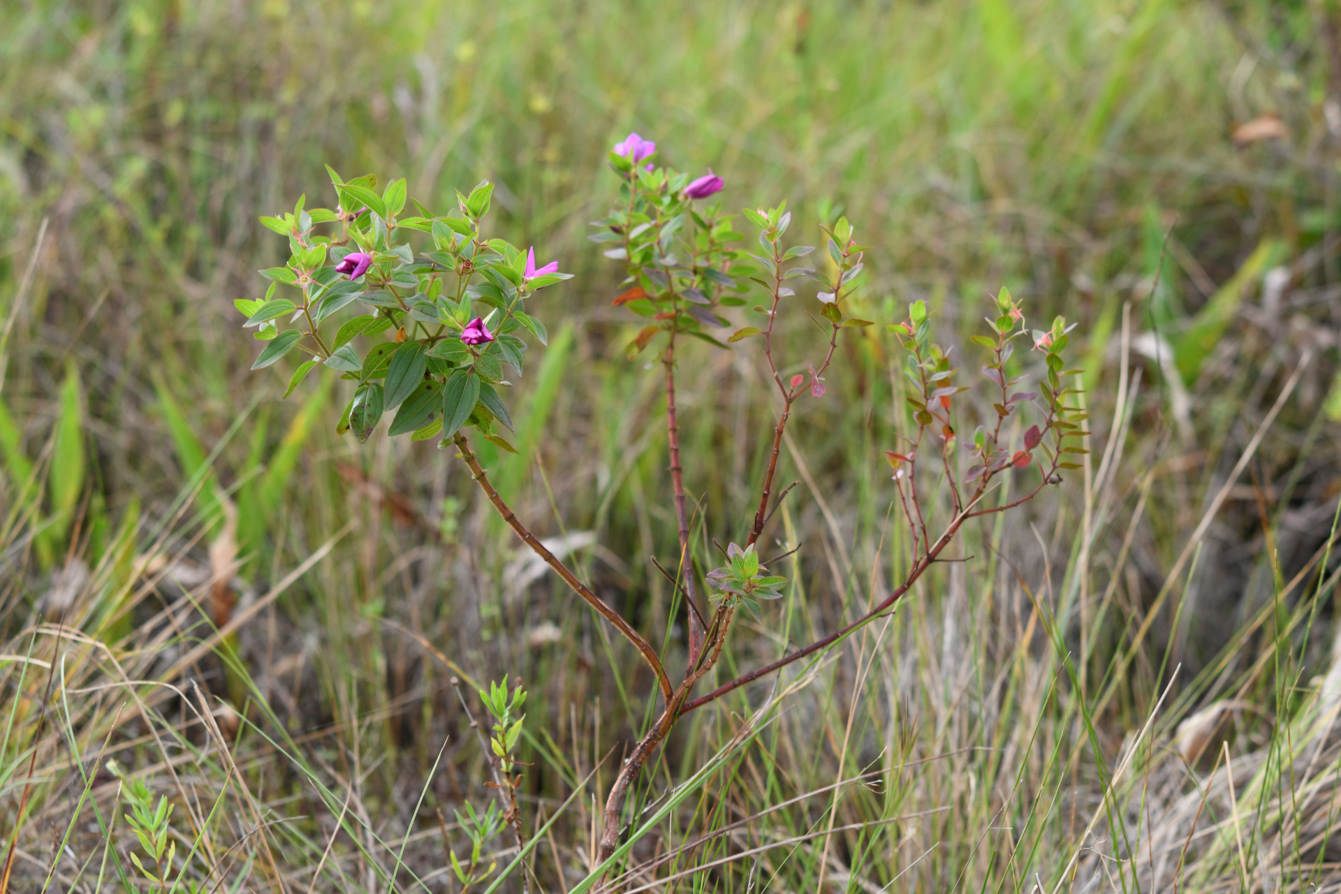 Rhynchanthera serrulata (Rich.) DC. - Photo Bivouac Naturaliste