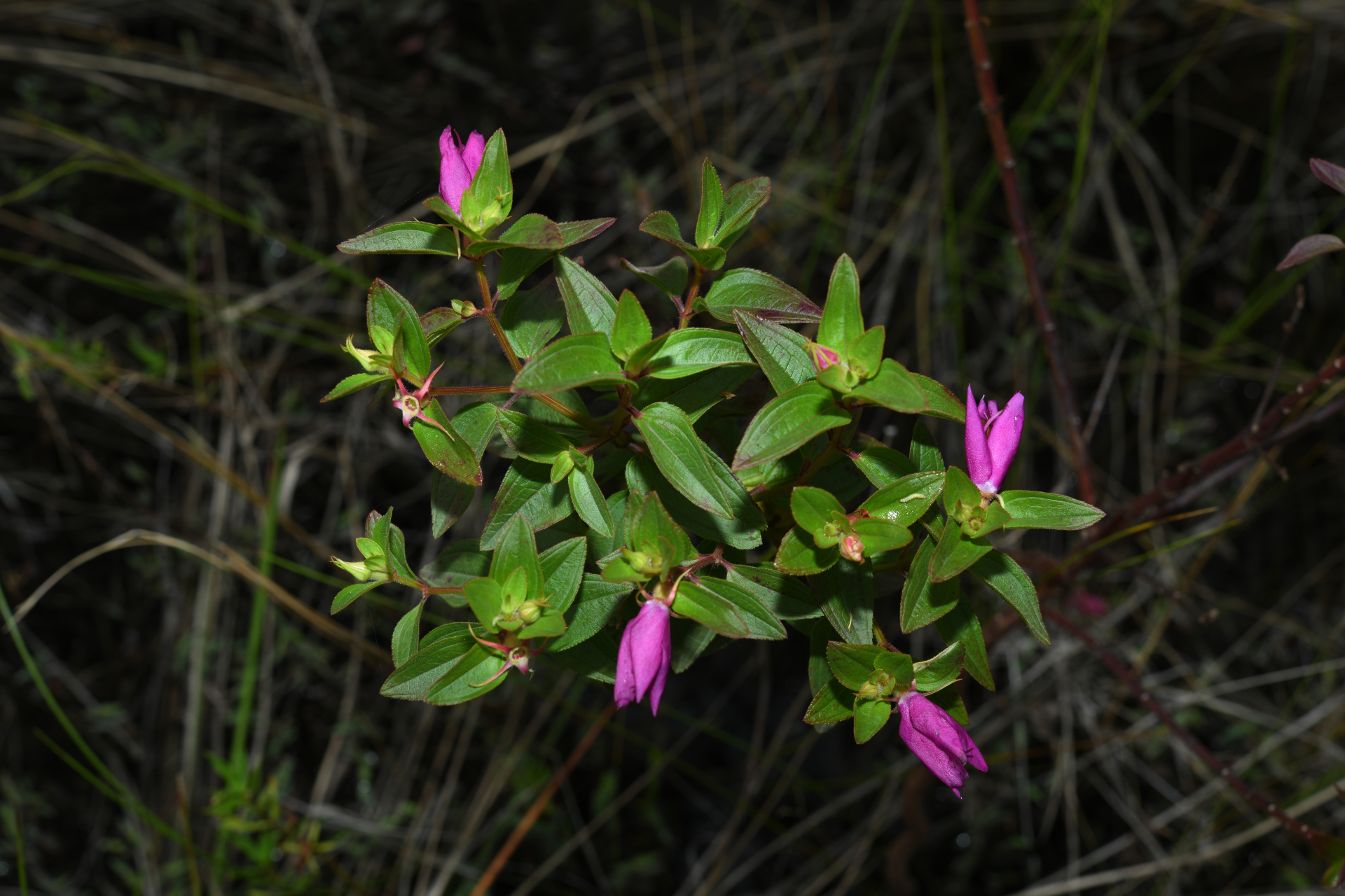 Rhynchanthera serrulata (Rich.) DC. - Photo Bivouac Naturaliste