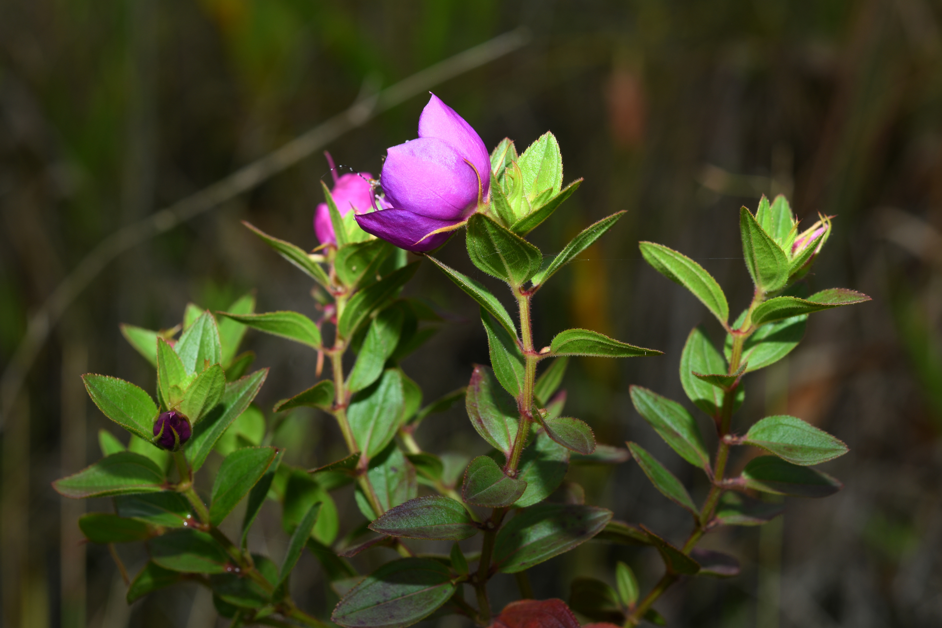 Rhynchanthera serrulata (Rich.) DC. - Photo Bivouac Naturaliste