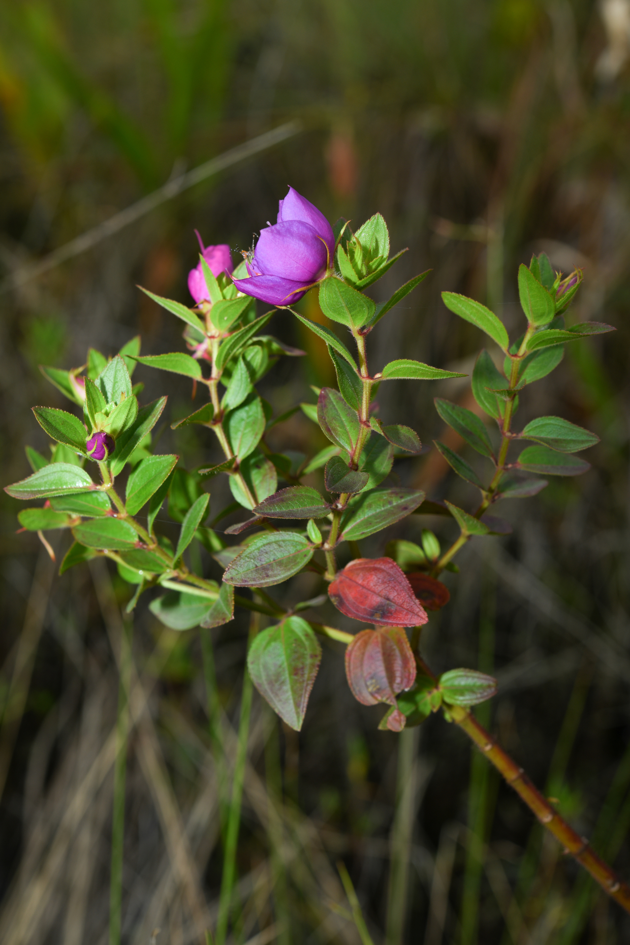 Rhynchanthera serrulata (Rich.) DC. - Photo Bivouac Naturaliste