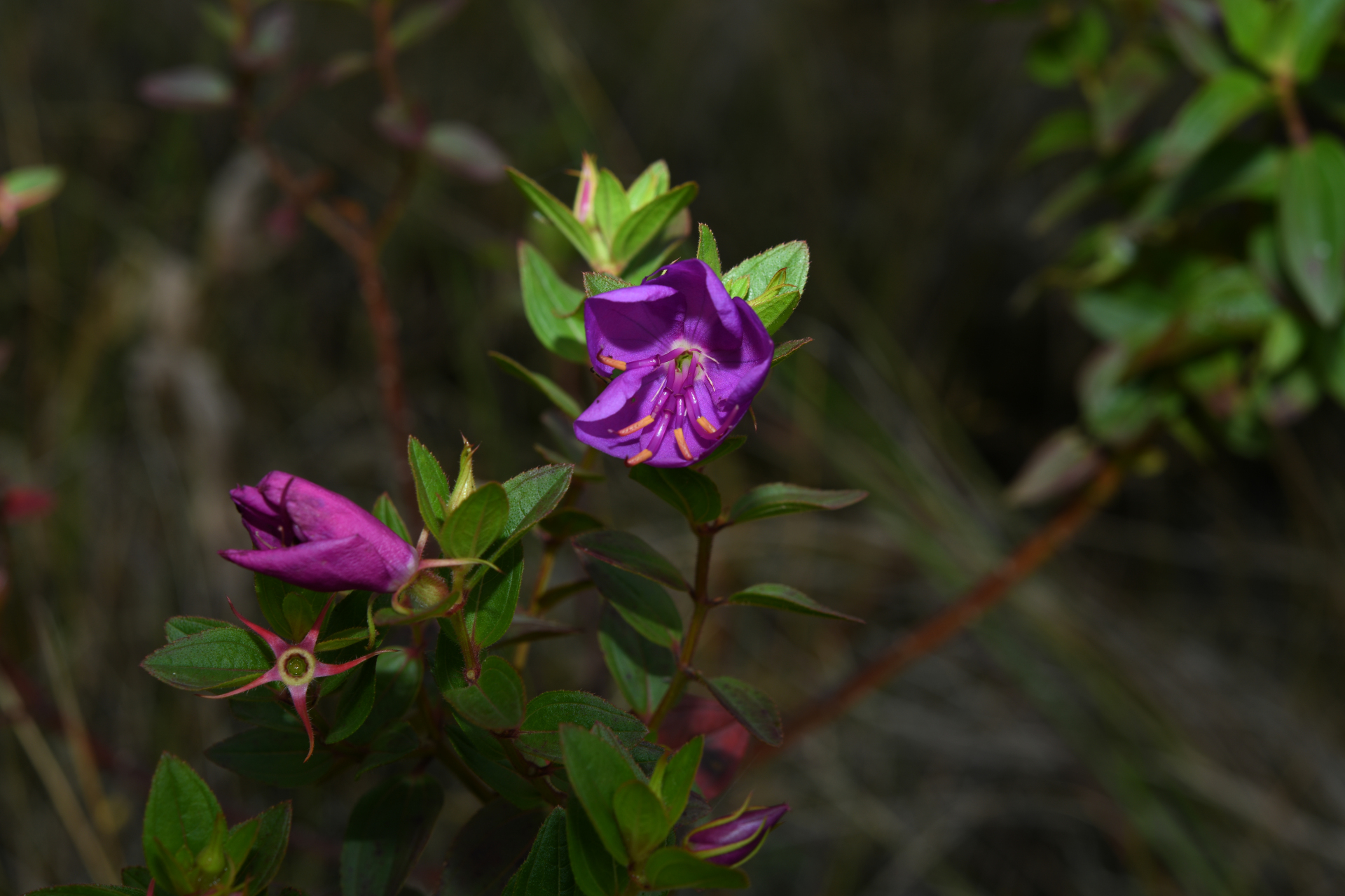 Rhynchanthera serrulata (Rich.) DC. - Photo Bivouac Naturaliste