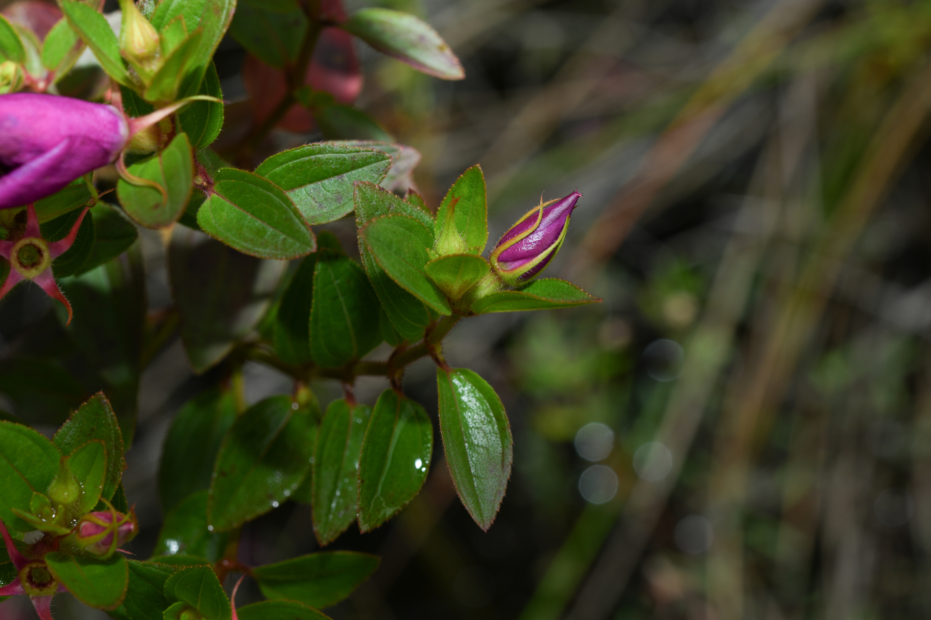 Rhynchanthera serrulata (Rich.) DC. - Photo Bivouac Naturaliste