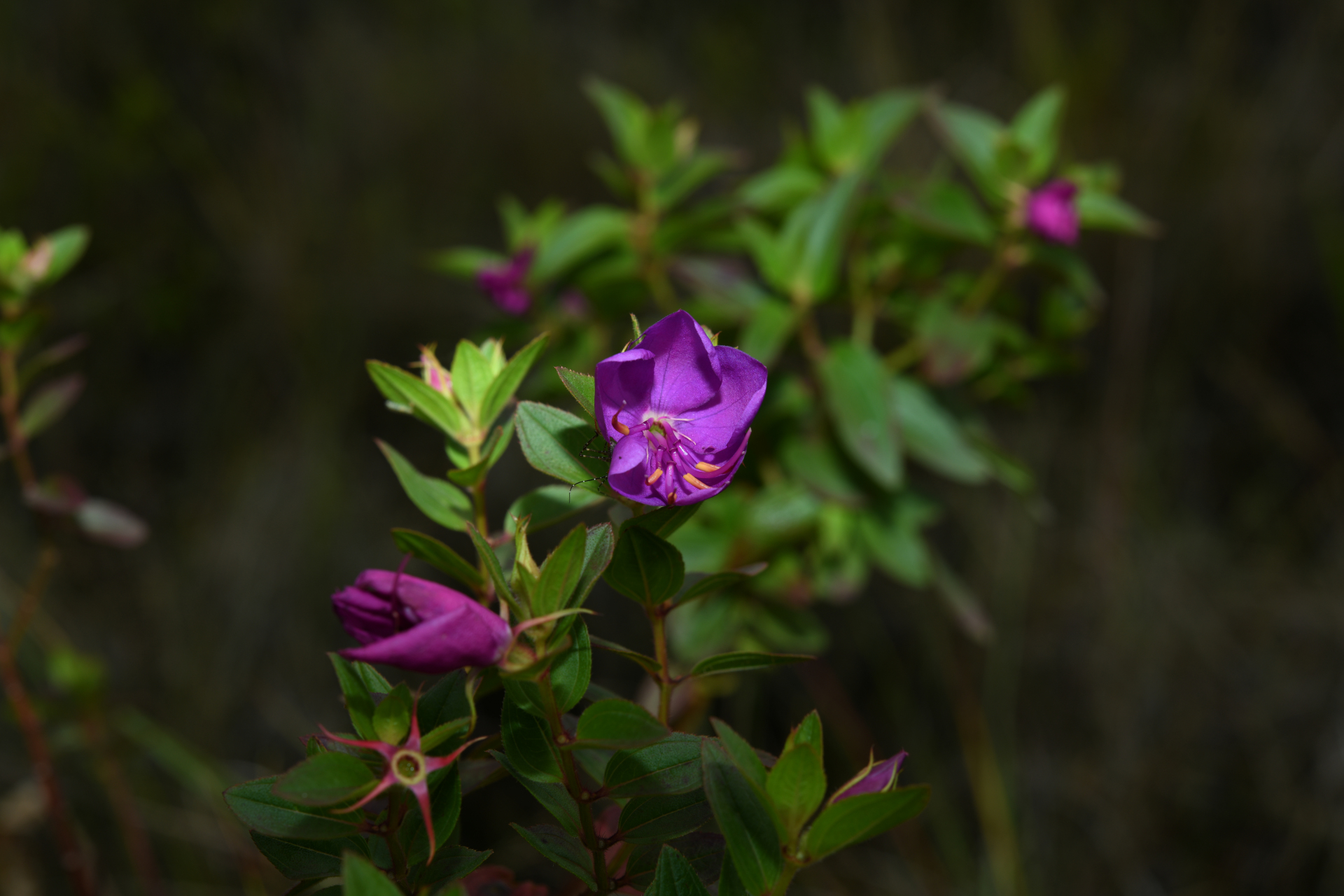 Rhynchanthera serrulata (Rich.) DC. - Photo Bivouac Naturaliste