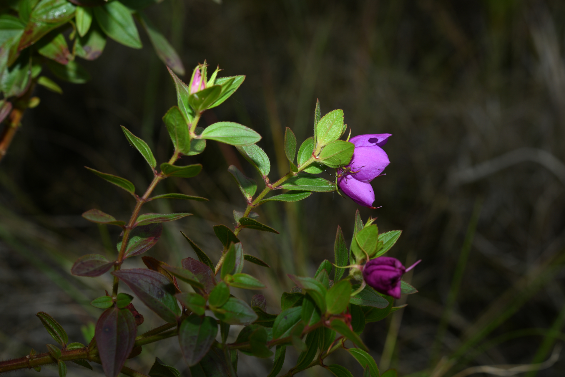 Rhynchanthera serrulata (Rich.) DC. - Photo Bivouac Naturaliste