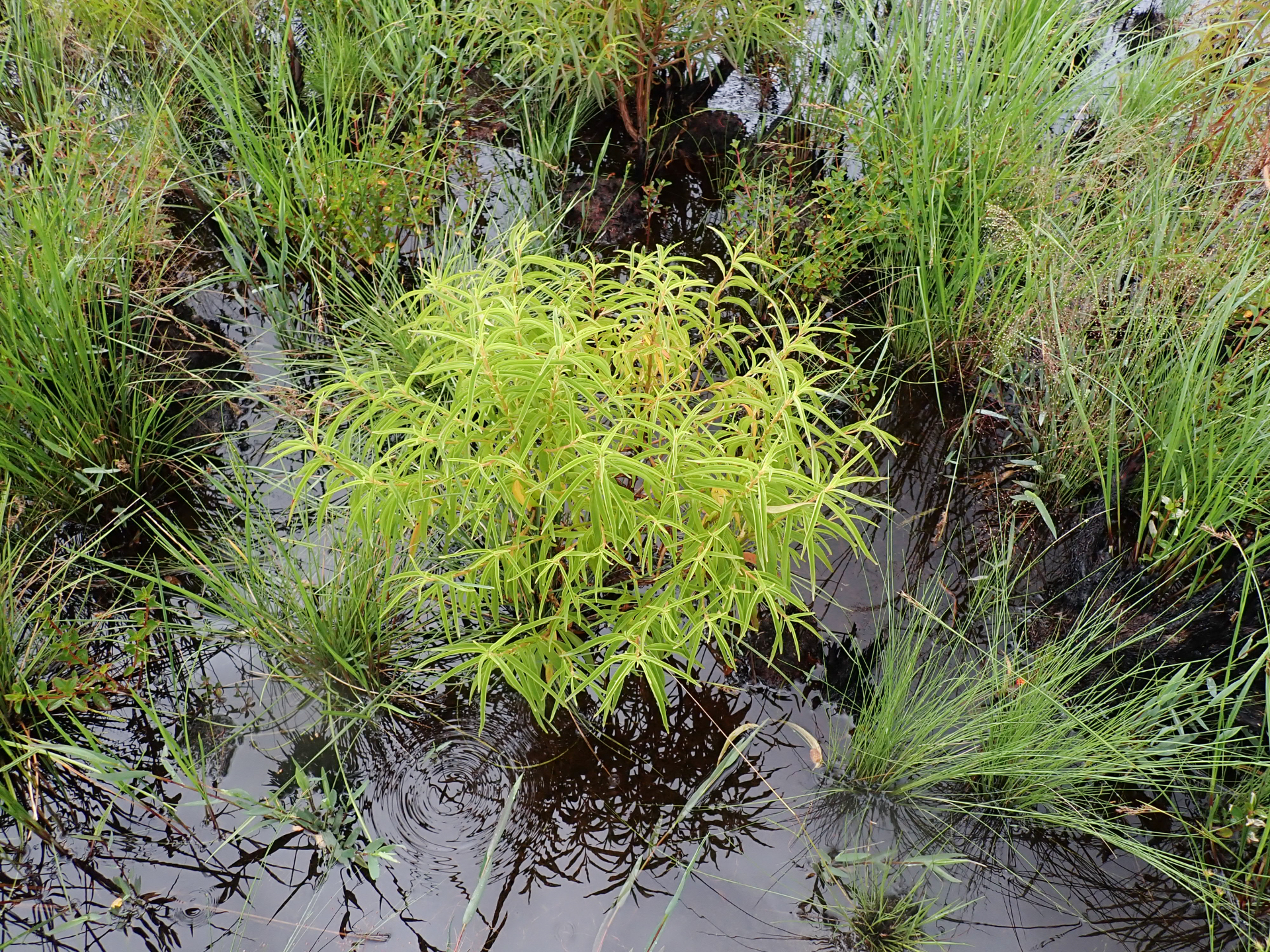 Rhynchanthera serrulata (Rich.) DC. - Photo Bivouac Naturaliste