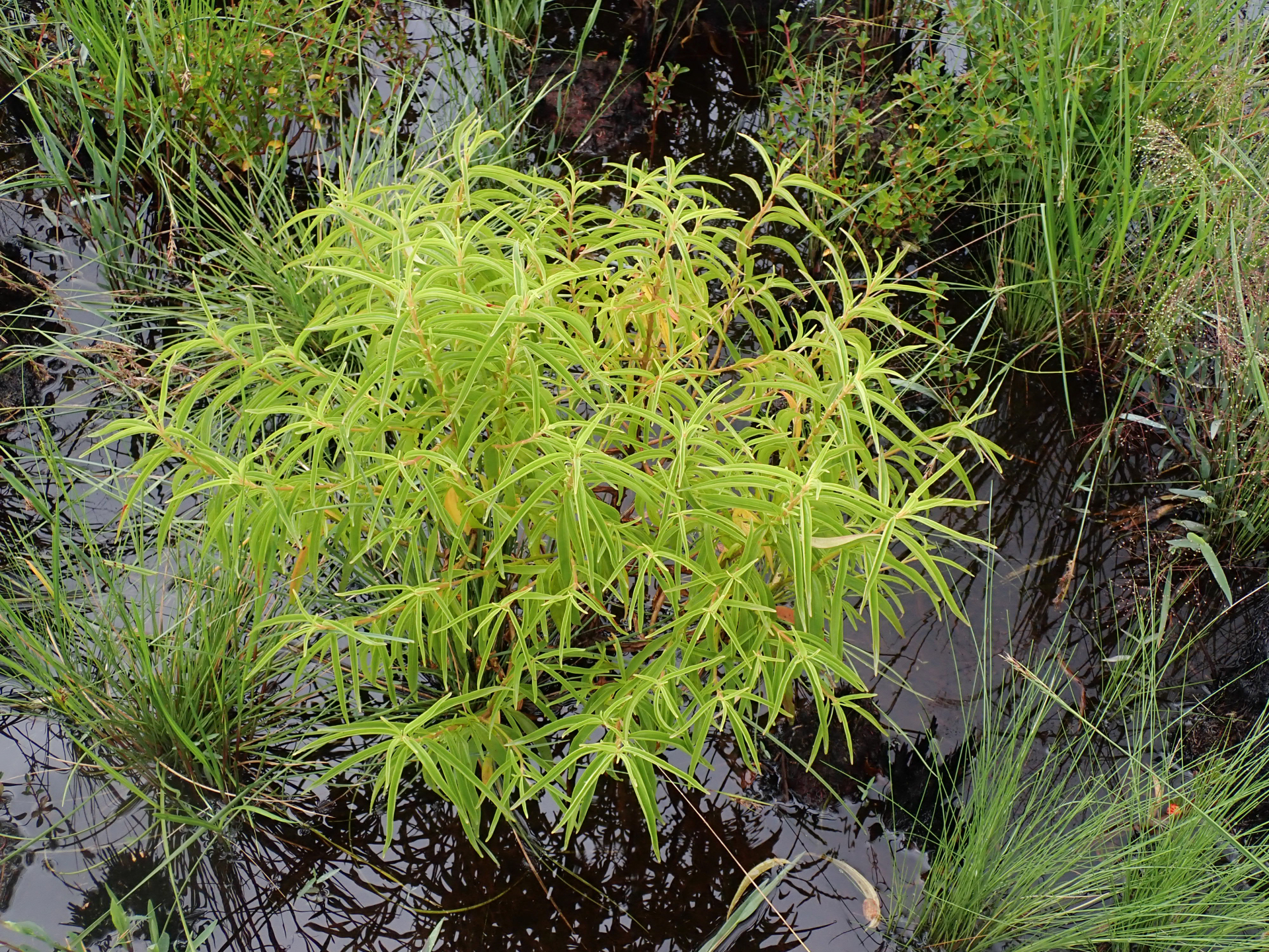 Rhynchanthera serrulata (Rich.) DC. - Photo Bivouac Naturaliste