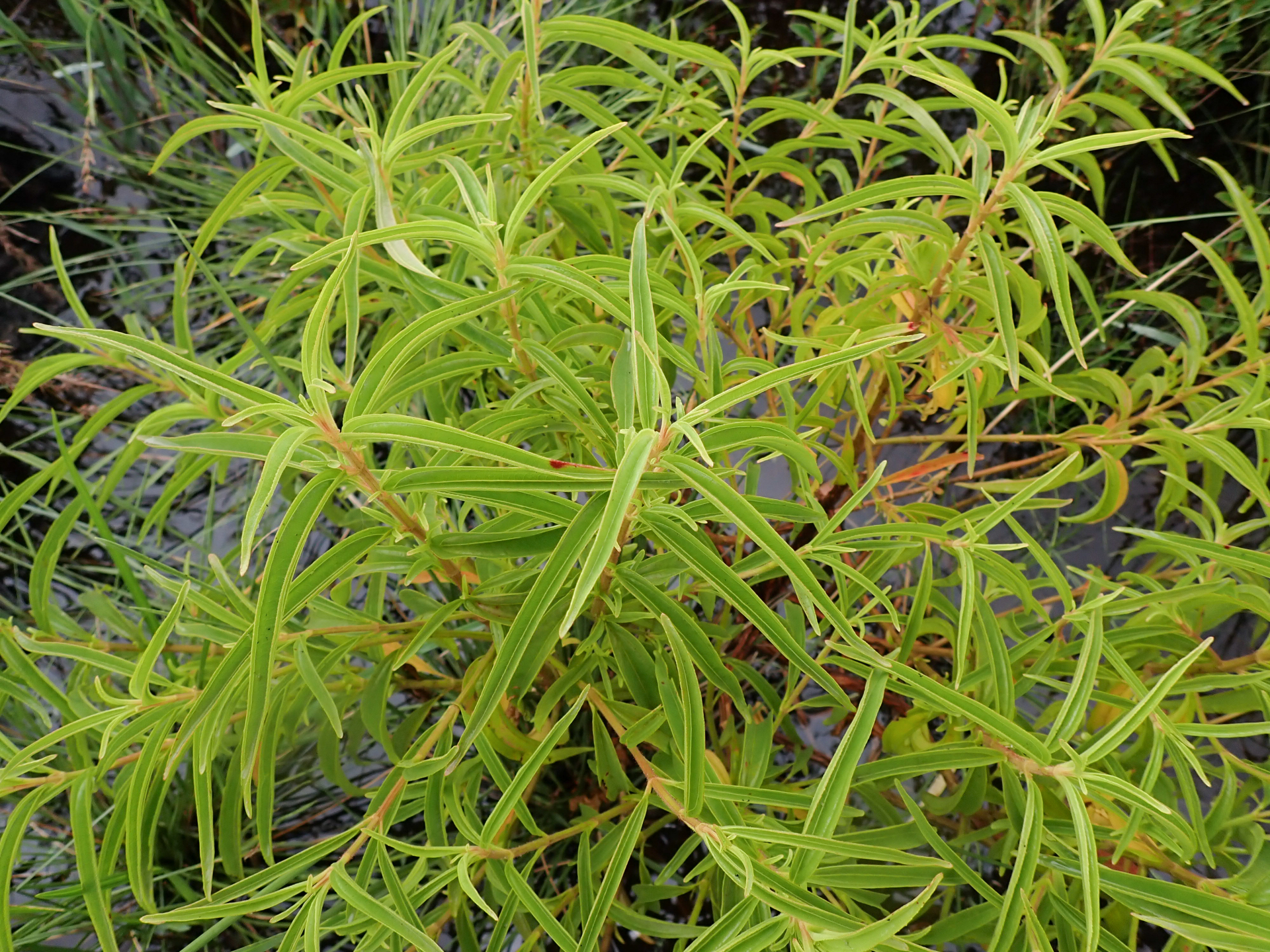 Rhynchanthera serrulata (Rich.) DC. - Photo Bivouac Naturaliste