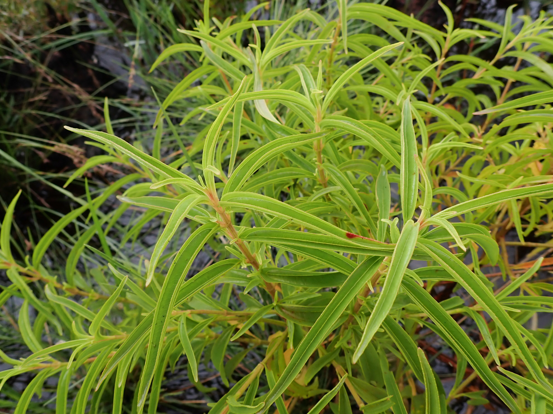 Rhynchanthera serrulata (Rich.) DC. - Photo Bivouac Naturaliste