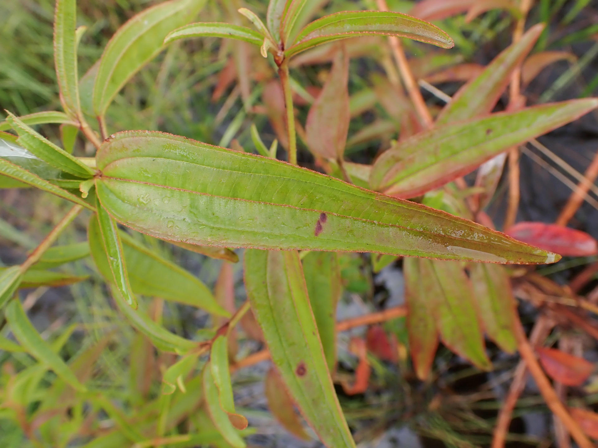 Rhynchanthera serrulata (Rich.) DC. - Photo Bivouac Naturaliste
