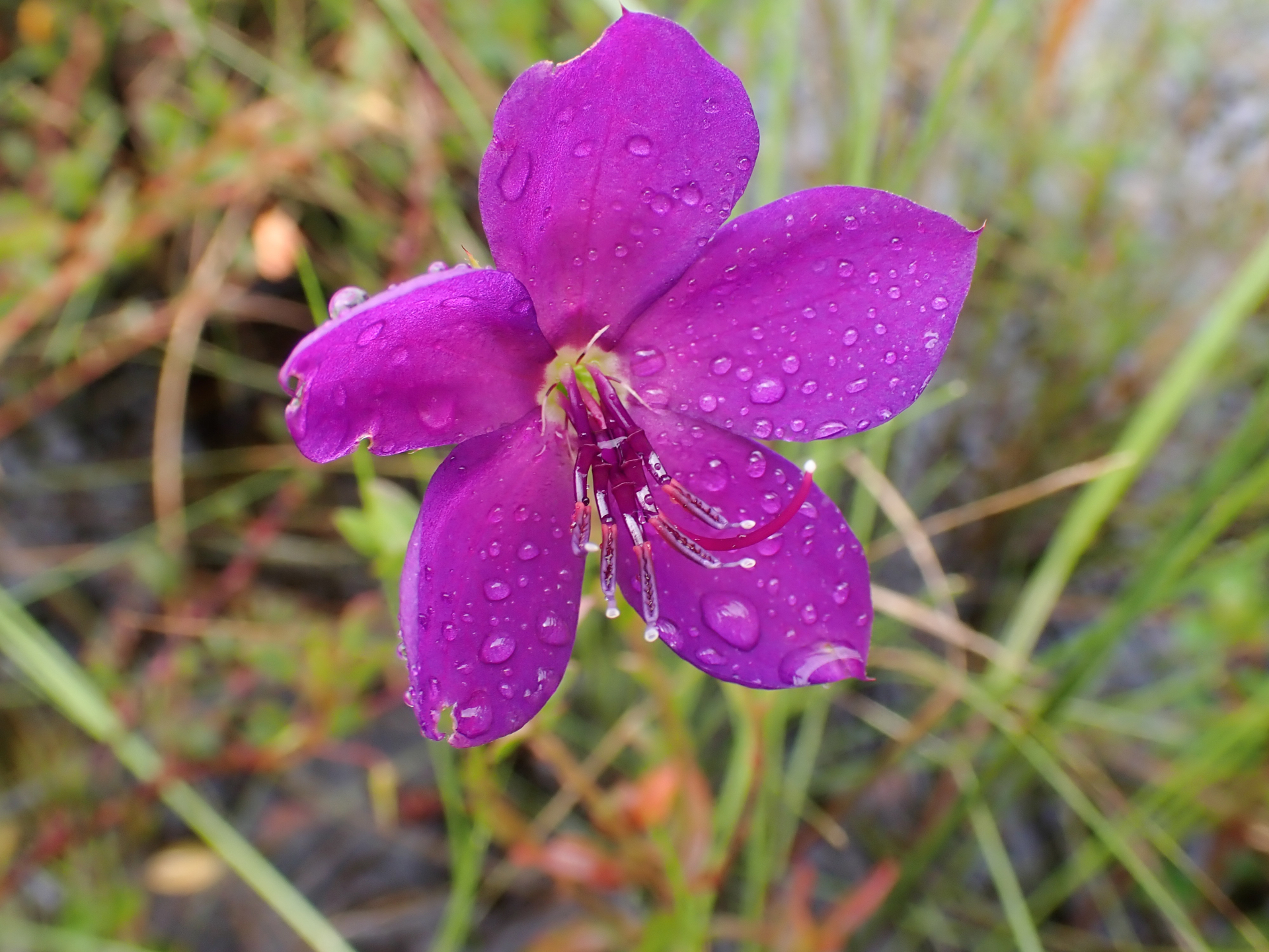 Rhynchanthera serrulata (Rich.) DC. - Photo Bivouac Naturaliste