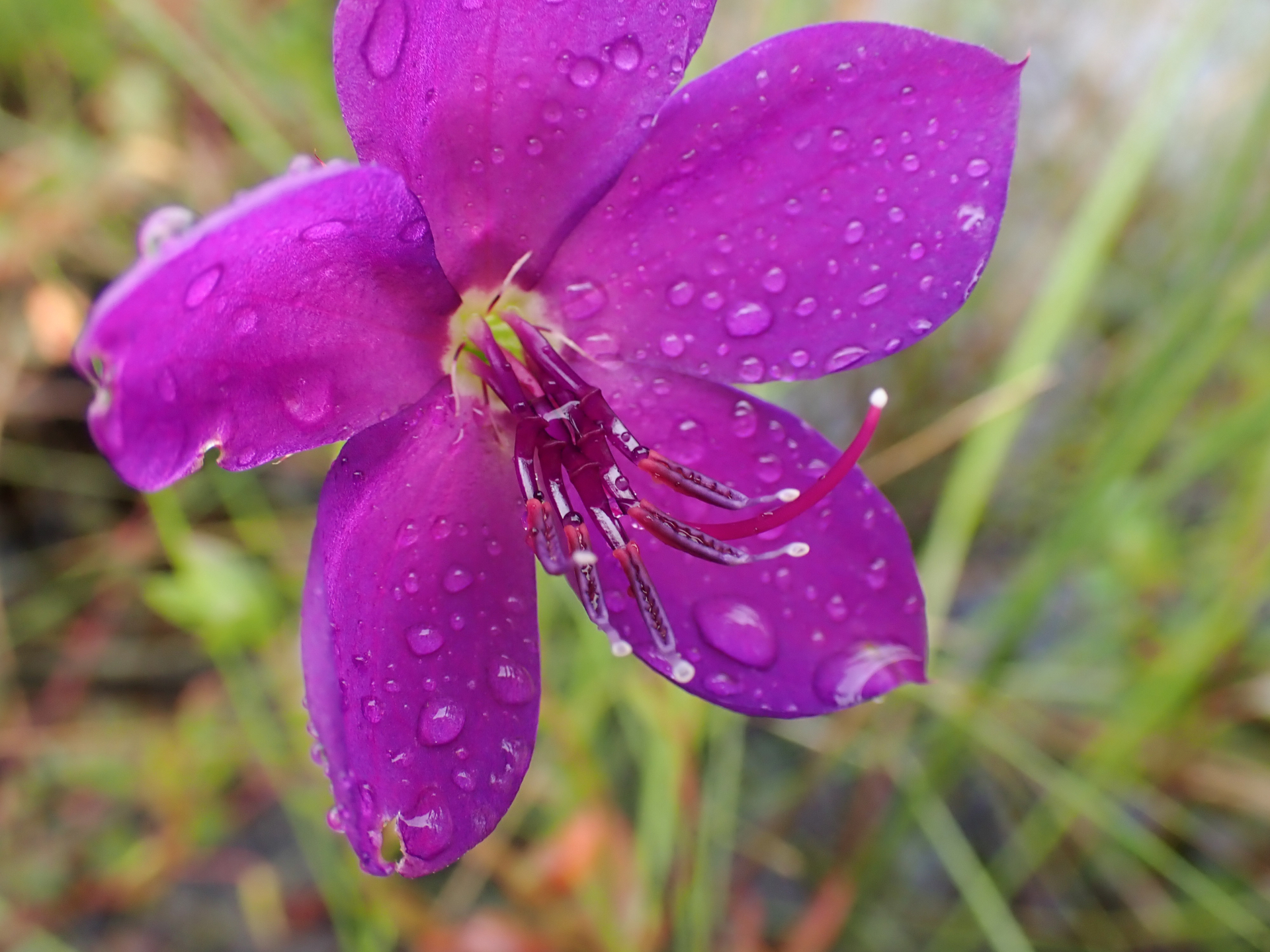 Rhynchanthera serrulata (Rich.) DC. - Photo Bivouac Naturaliste
