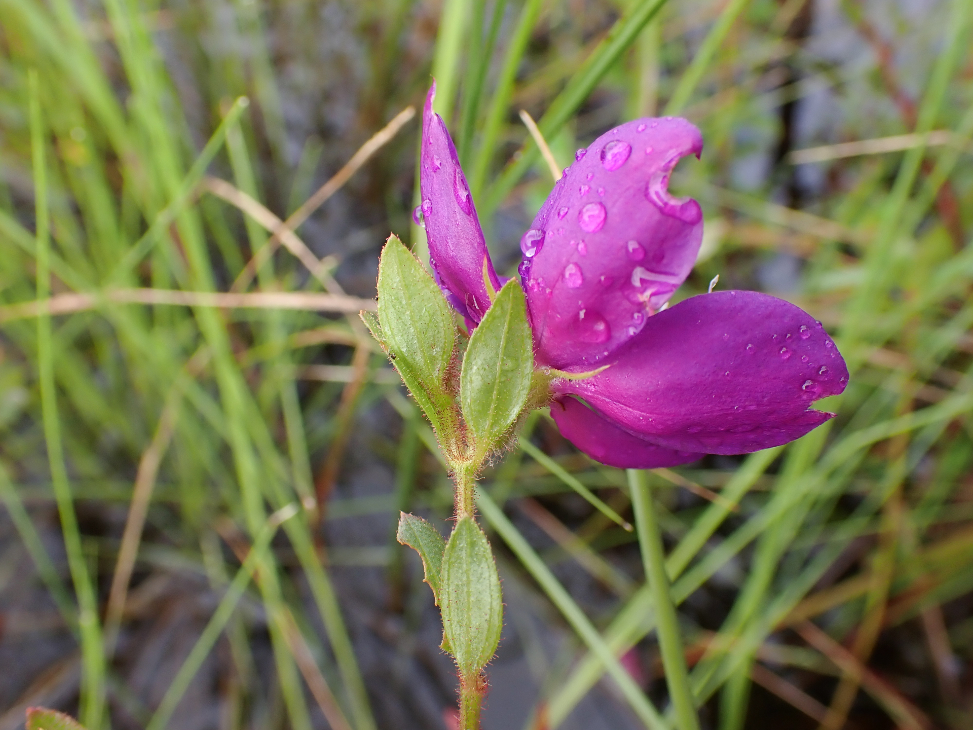 Rhynchanthera serrulata (Rich.) DC. - Photo Bivouac Naturaliste